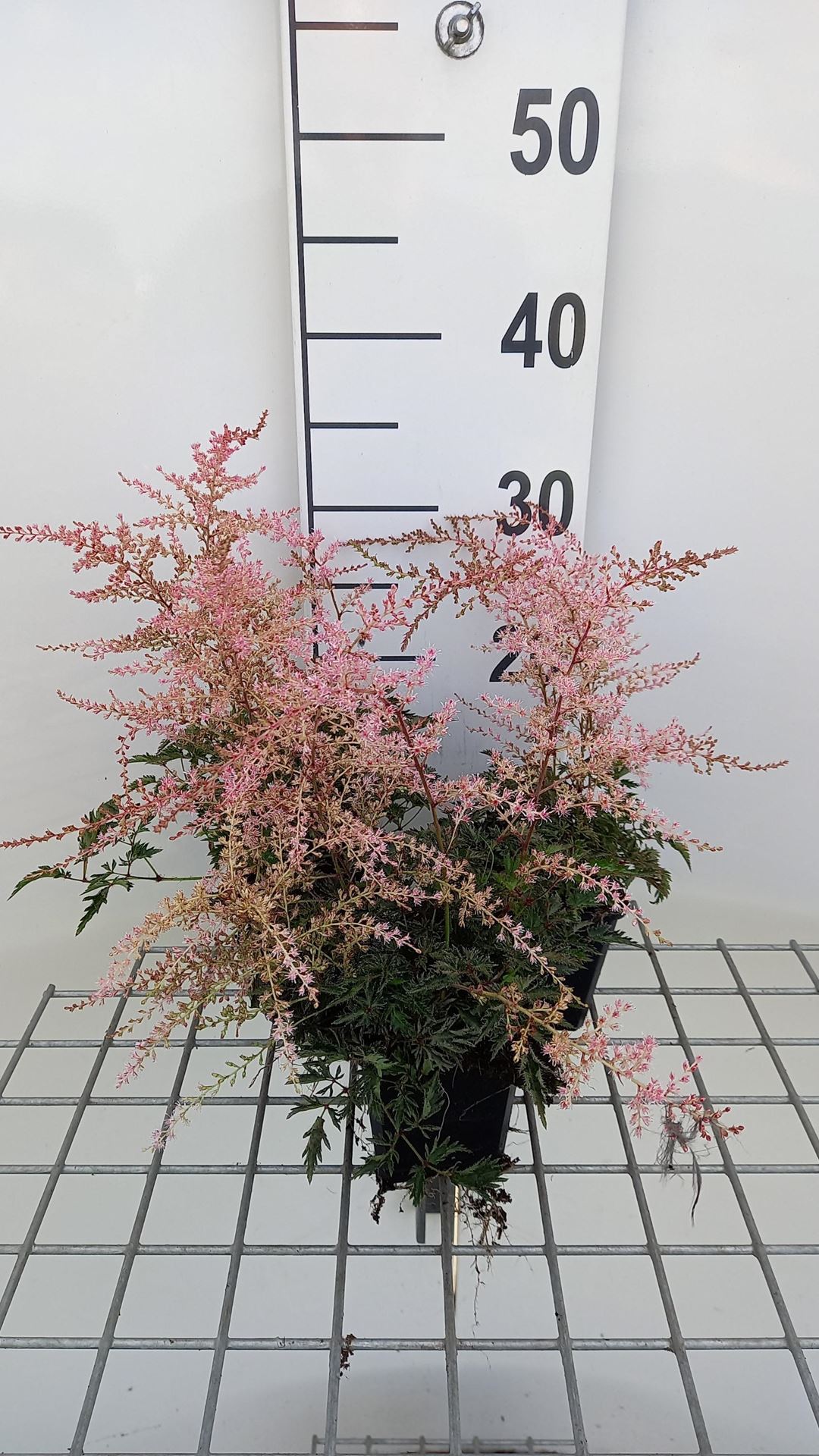 Astilbe'Sprite'- pot 9x9 cm afbeelding