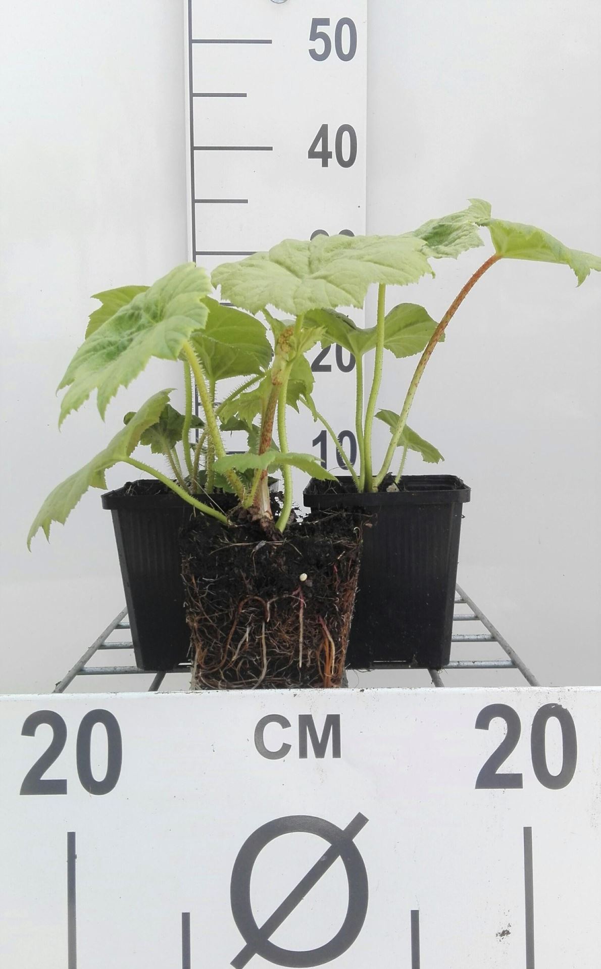 Astilboides tabularis - pot 9x9 cm - Tafelblad afbeelding