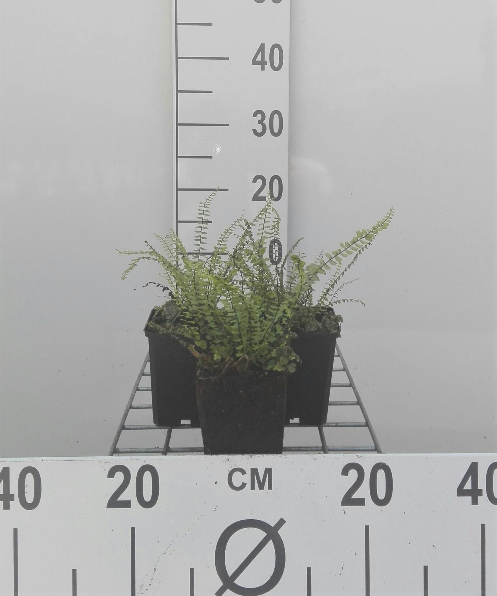 Asplenium trichomanes - pot 9x9 cm afbeelding