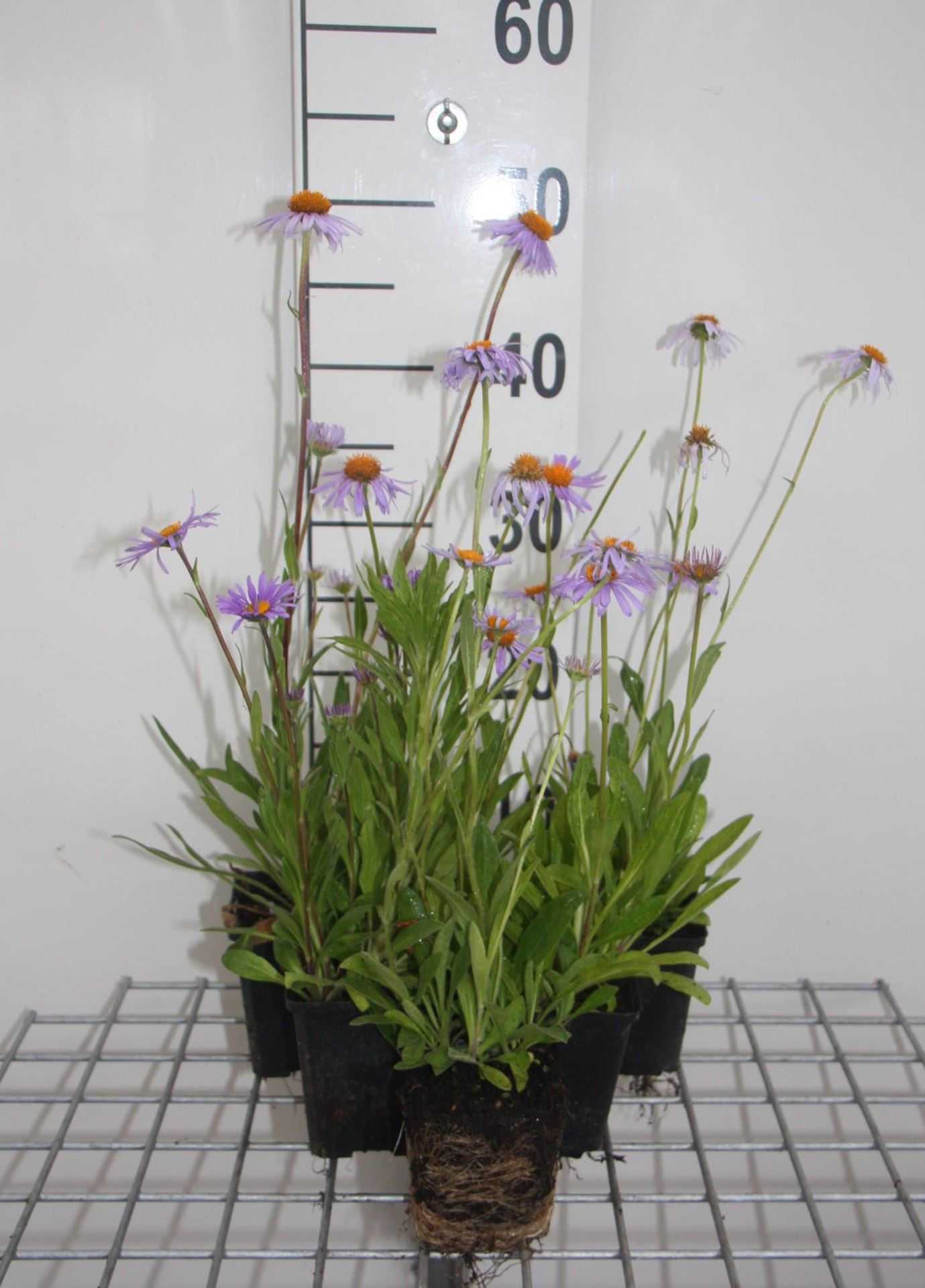 Aster tongolensis'Wartburgstern'- pot 9x9 cm - Aster afbeelding
