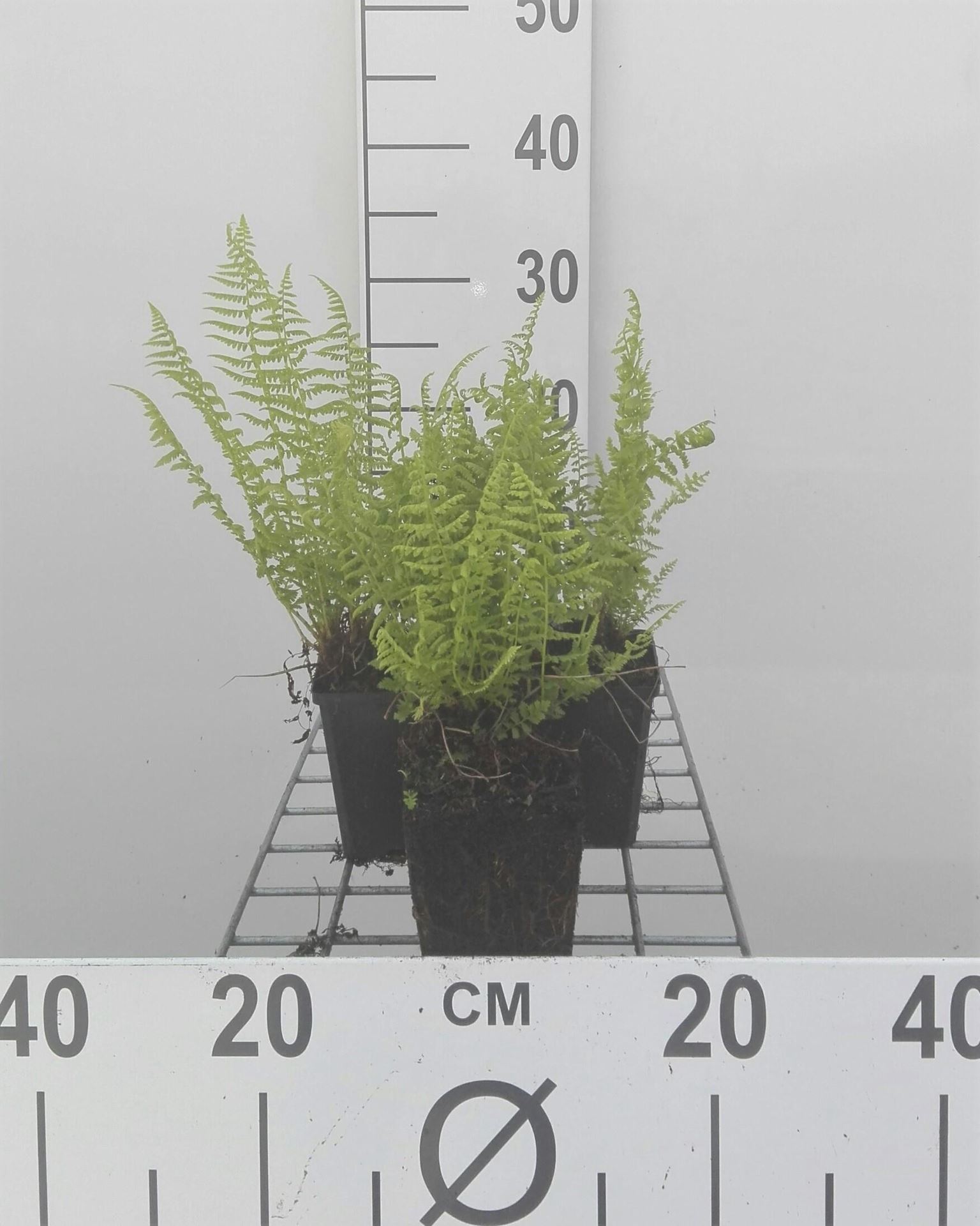 Athyrium filix-femina - pot 9x9 cm afbeelding