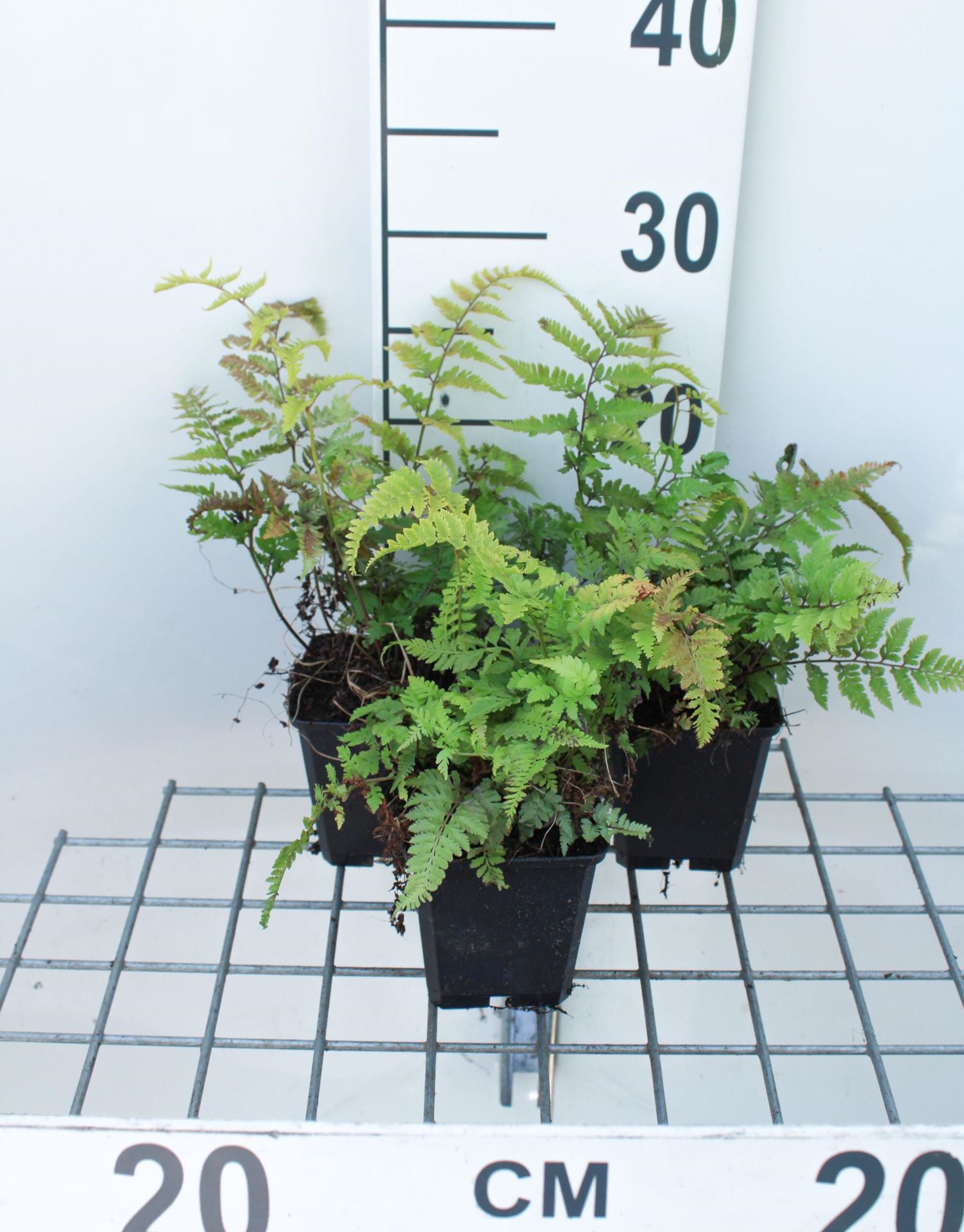 Athyrium niponicum var. pictum - pot 9x9 cm - Japanse regenboogvaren afbeelding