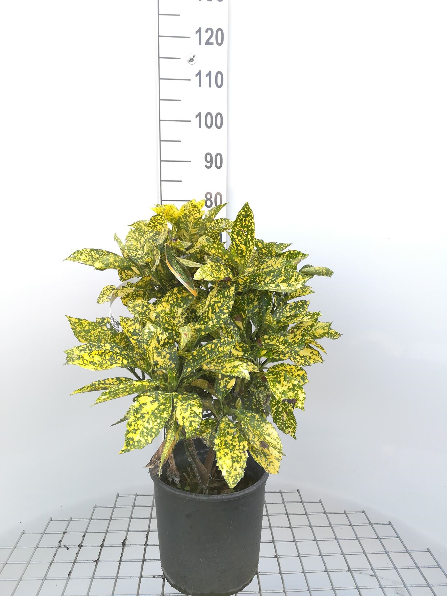 Aucuba japonica'Crotonifolia'- pot 10L - 60-80 cm afbeelding
