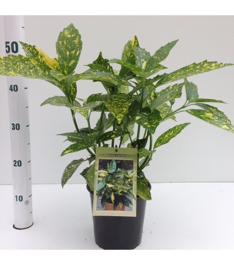 Aucuba japonica 'Crotonifolia' - pot - 30-40 cm