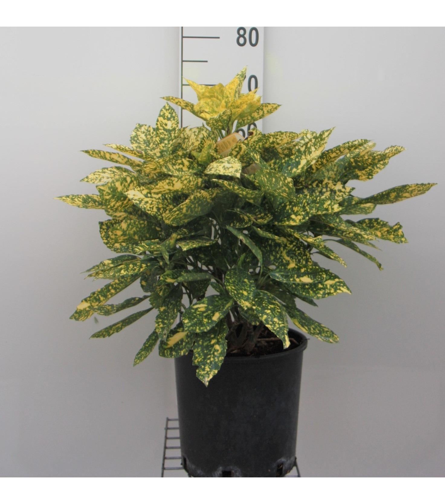 Aucuba japonica 'Rozannie' - pot - 30-40 cm -