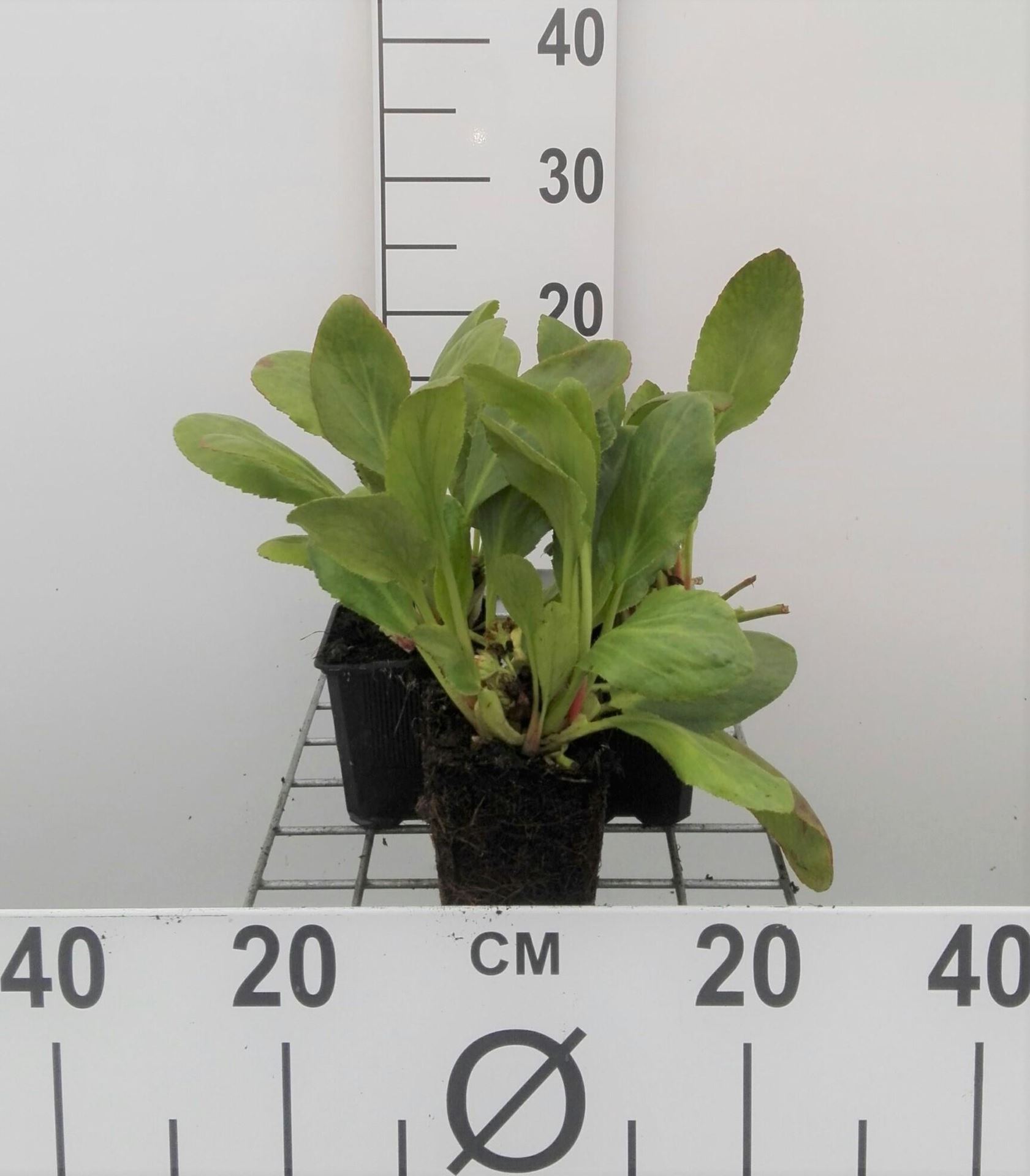 Bergenia'Bressingham White'- pot 9x9 cm afbeelding