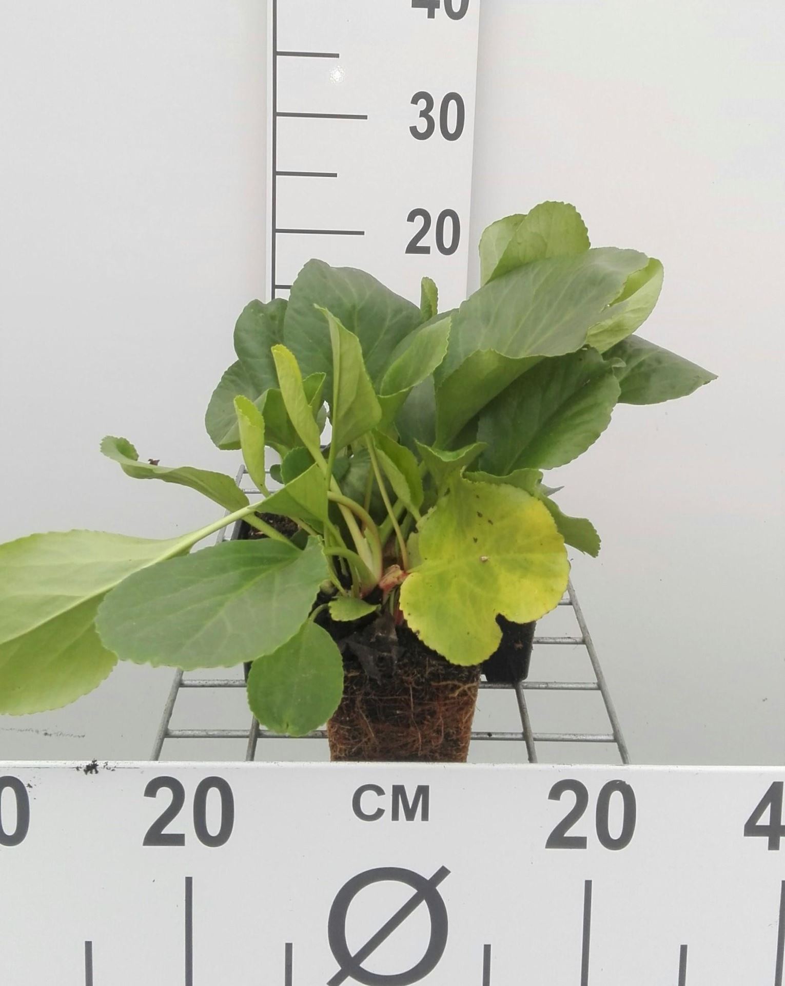 Bergenia cordifolia - pot 9x9 cm - Schoenlappersplant afbeelding