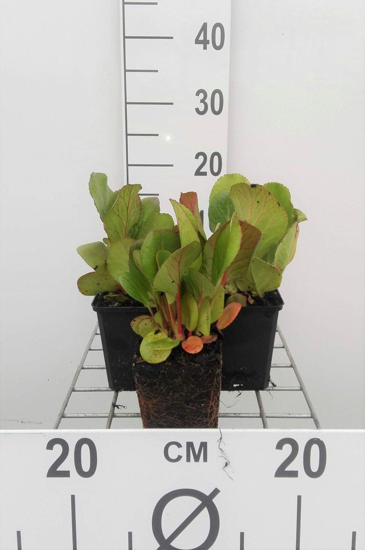 Bergenia cordifolia'Purpurea'- pot 9x9 cm - Schoenlappersplant afbeelding