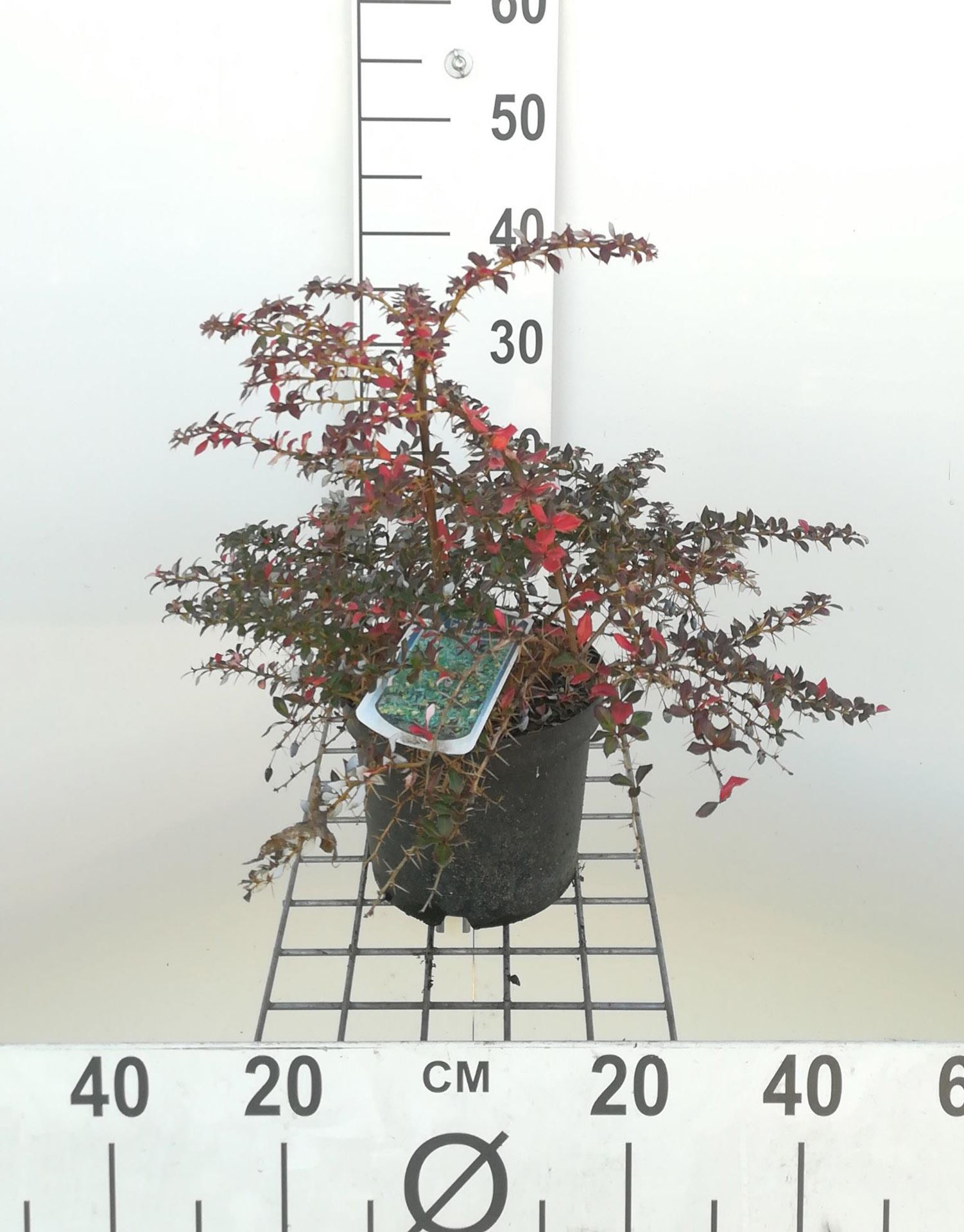 Berberis x frikartii'Amstelveen'- pot - 25-30 cm afbeelding