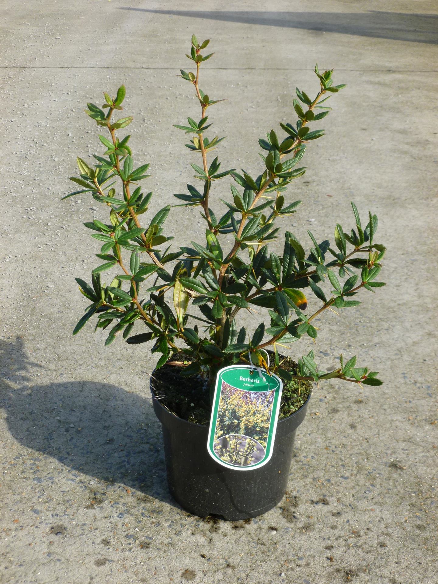Berberis julianae - pot - 30-40 cm afbeelding