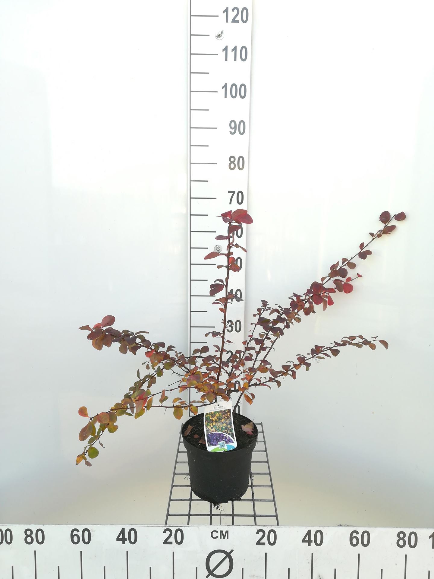 Berberis x ottawensis 'Superba' - pot - 40-50 cm