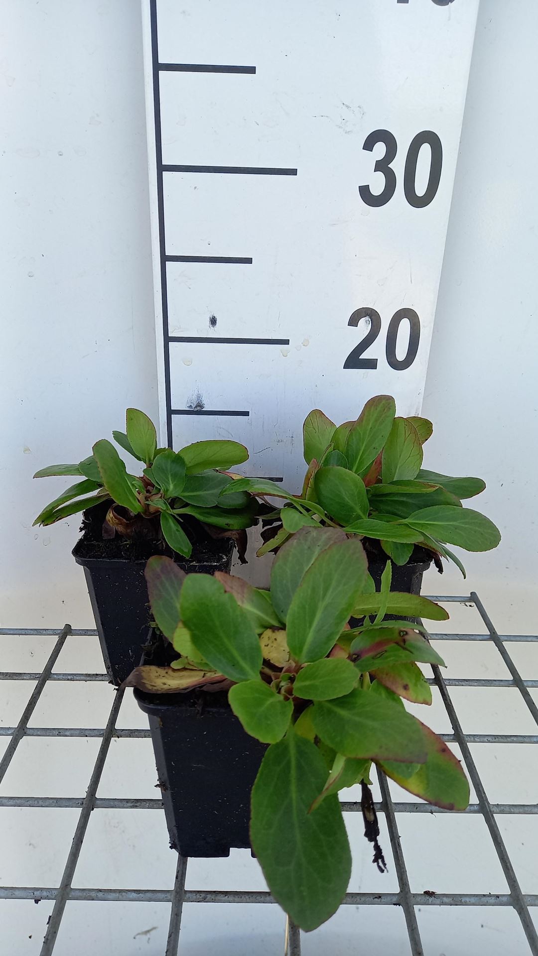 Bergenia'Silberlicht'- pot 9x9 cm - Schoenlappersplant afbeelding
