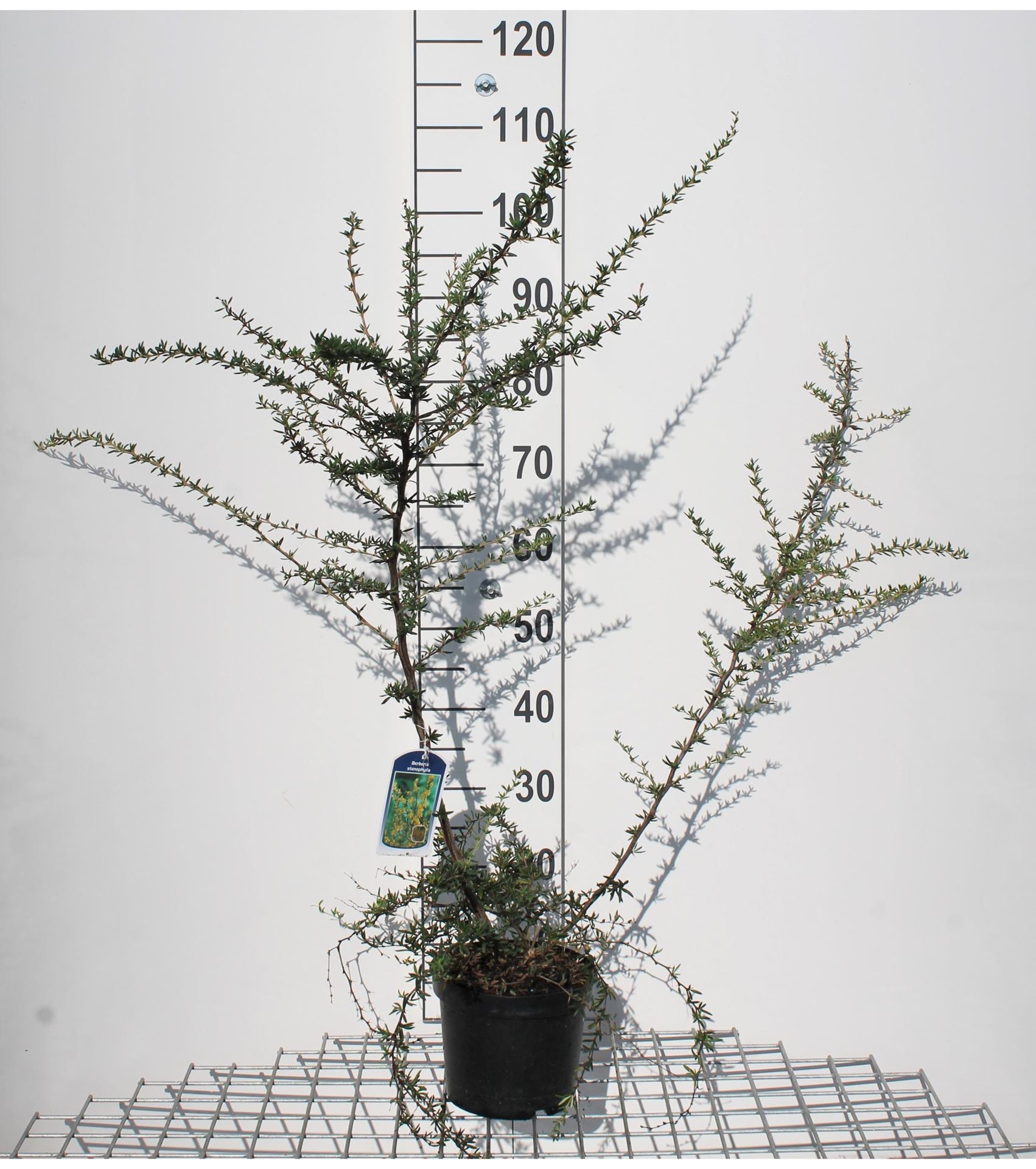 Berberis x stenophylla - pot - 40-50 cm afbeelding