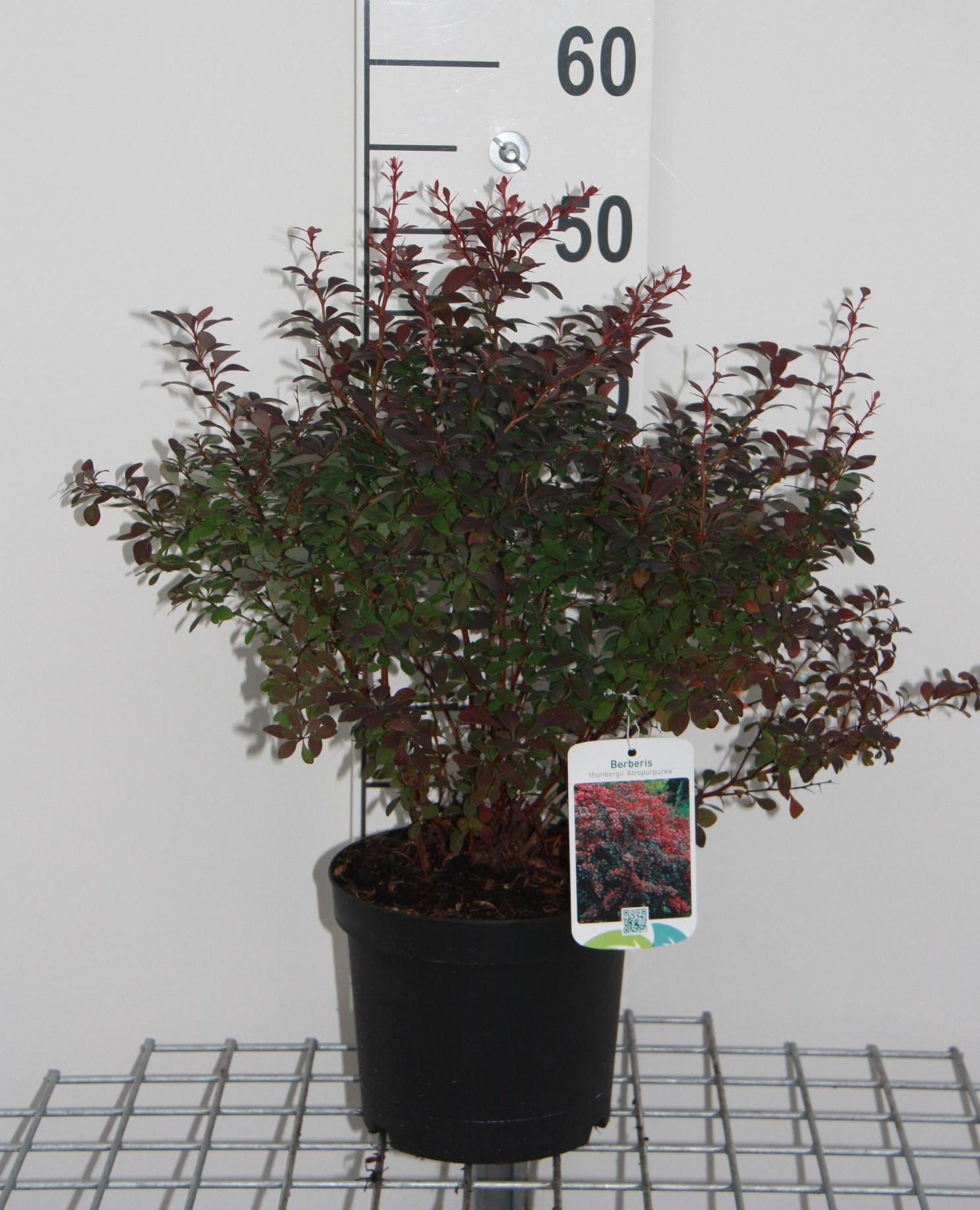Berberis thunbergii 'Atropurpurea' - pot - 30-40 cm -
