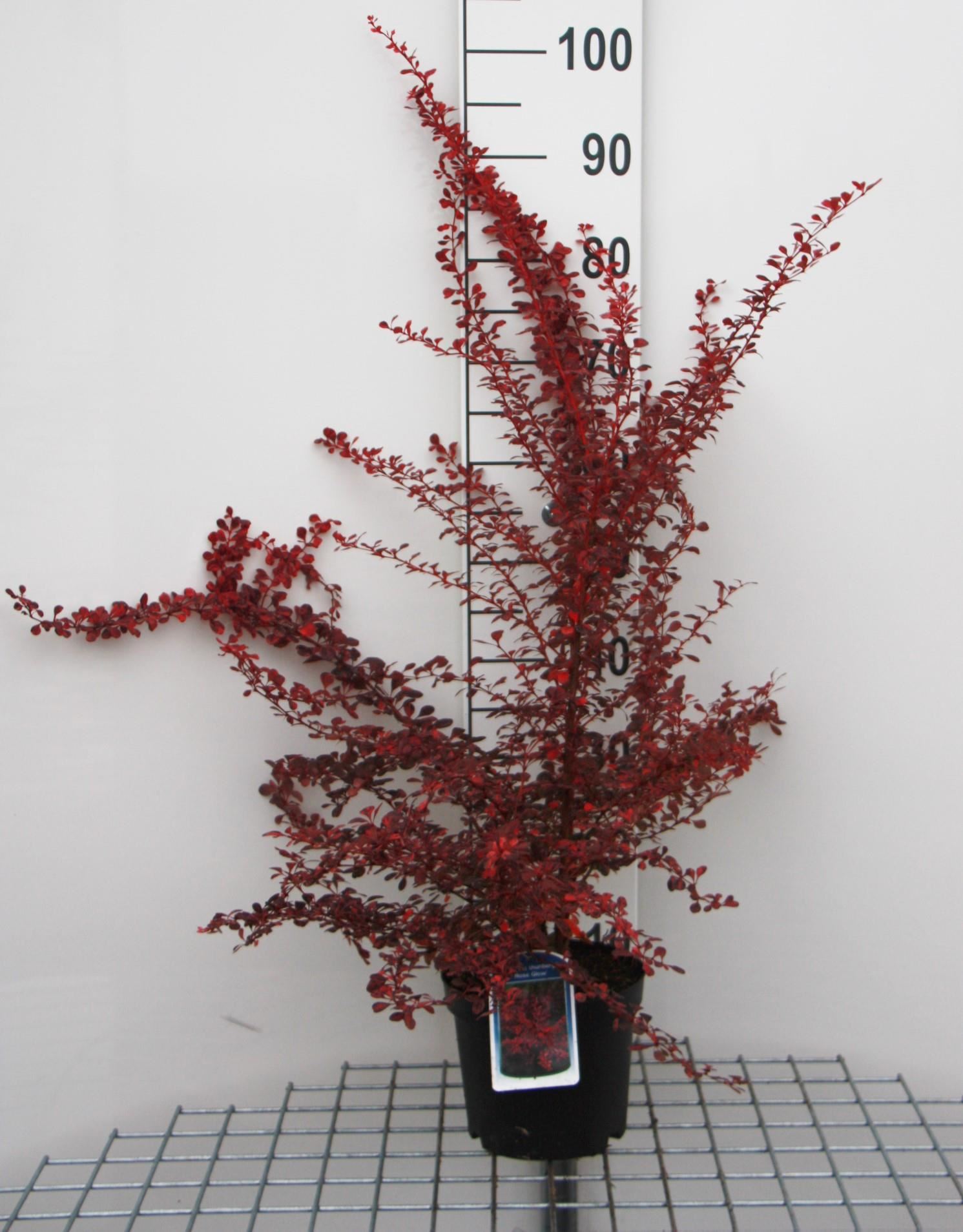 Berberis thunbergii 'Rose Glow' - pot - 30-40 cm -