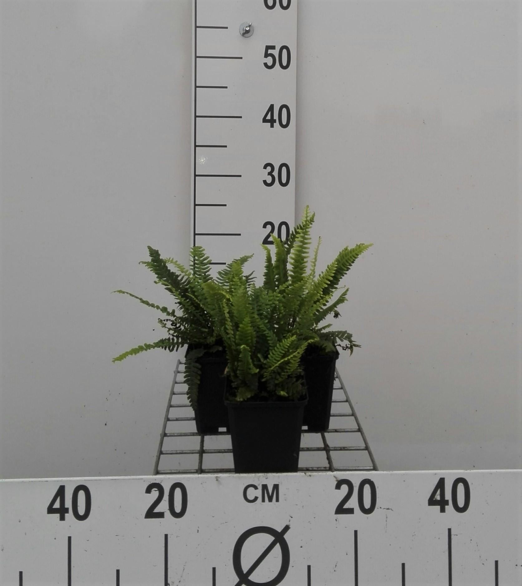 Blechnum spicant - pot 9x9 cm - Dubbelloof / Dubbelloofvaren afbeelding