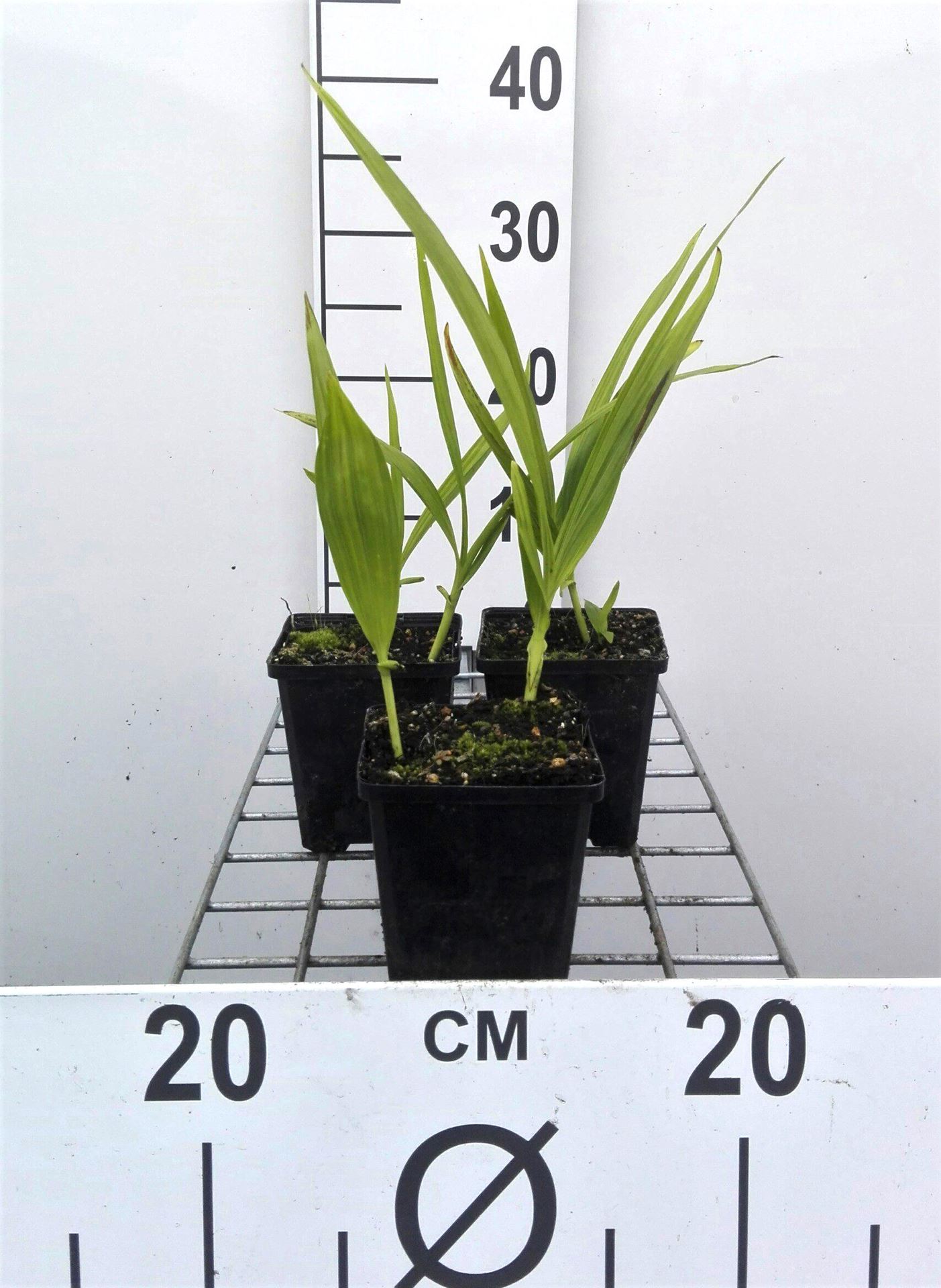 Bletilla striata - pot 9x9 cm afbeelding