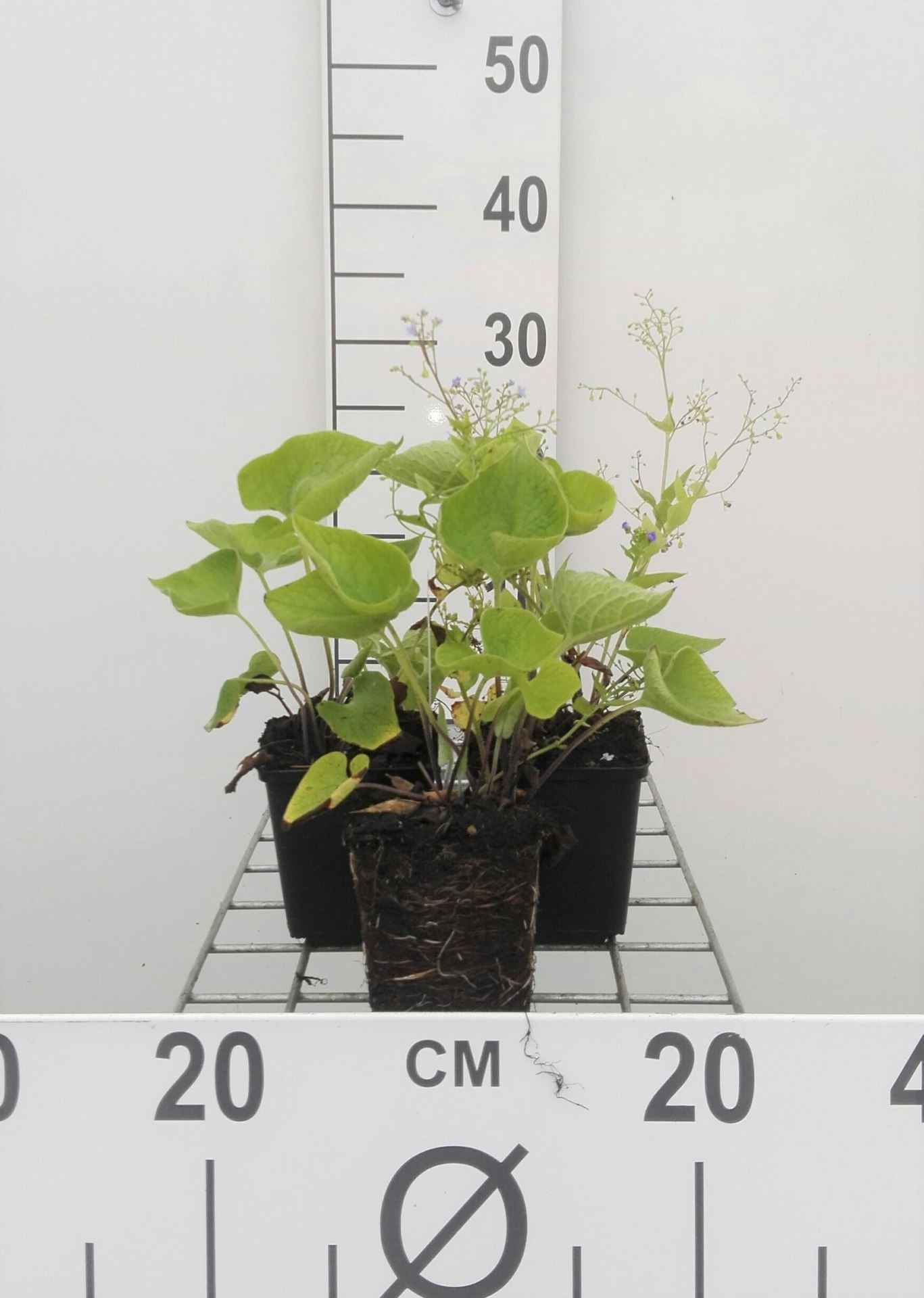 Brunnera macrophylla - pot 9x9 cm - Kaukasisch vergeet-mij-nietje / Balkanvergeet-mij-nietje afbeelding