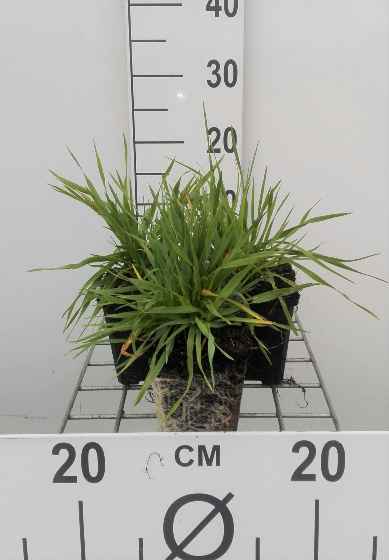 Briza media - pot 9x9 cm - Bevertjes afbeelding