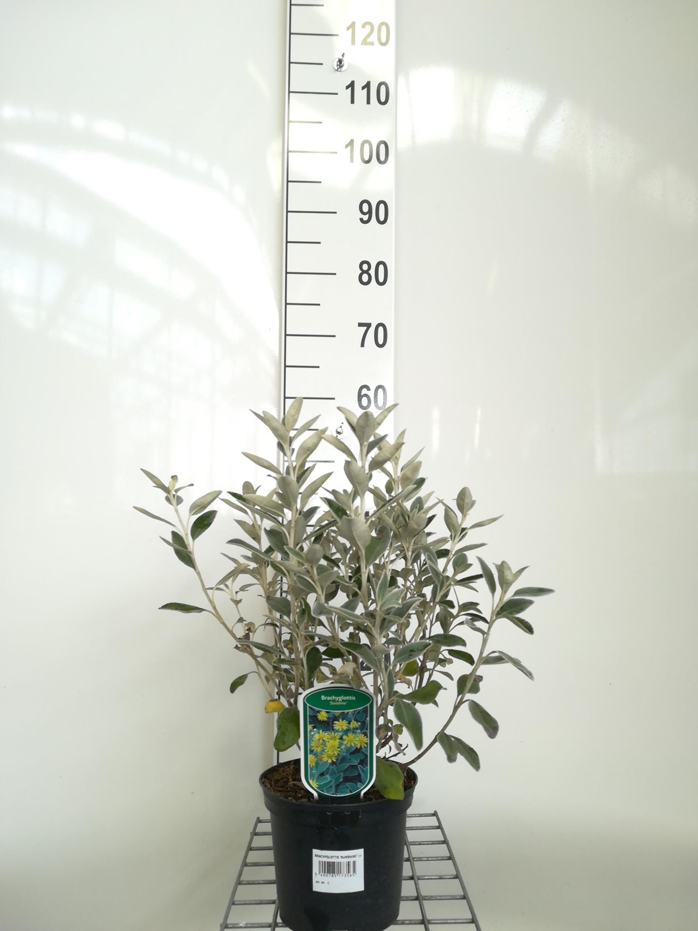Brachyglottis'Sunshine'- pot - 20-30 cm afbeelding
