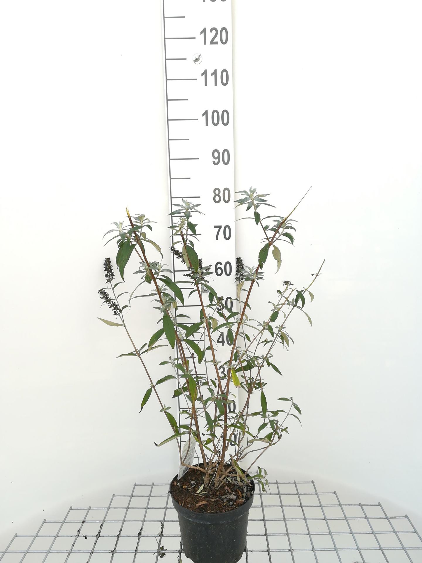 Buddleja davidii 'Black Knight' - pot - 40-60 cm -
