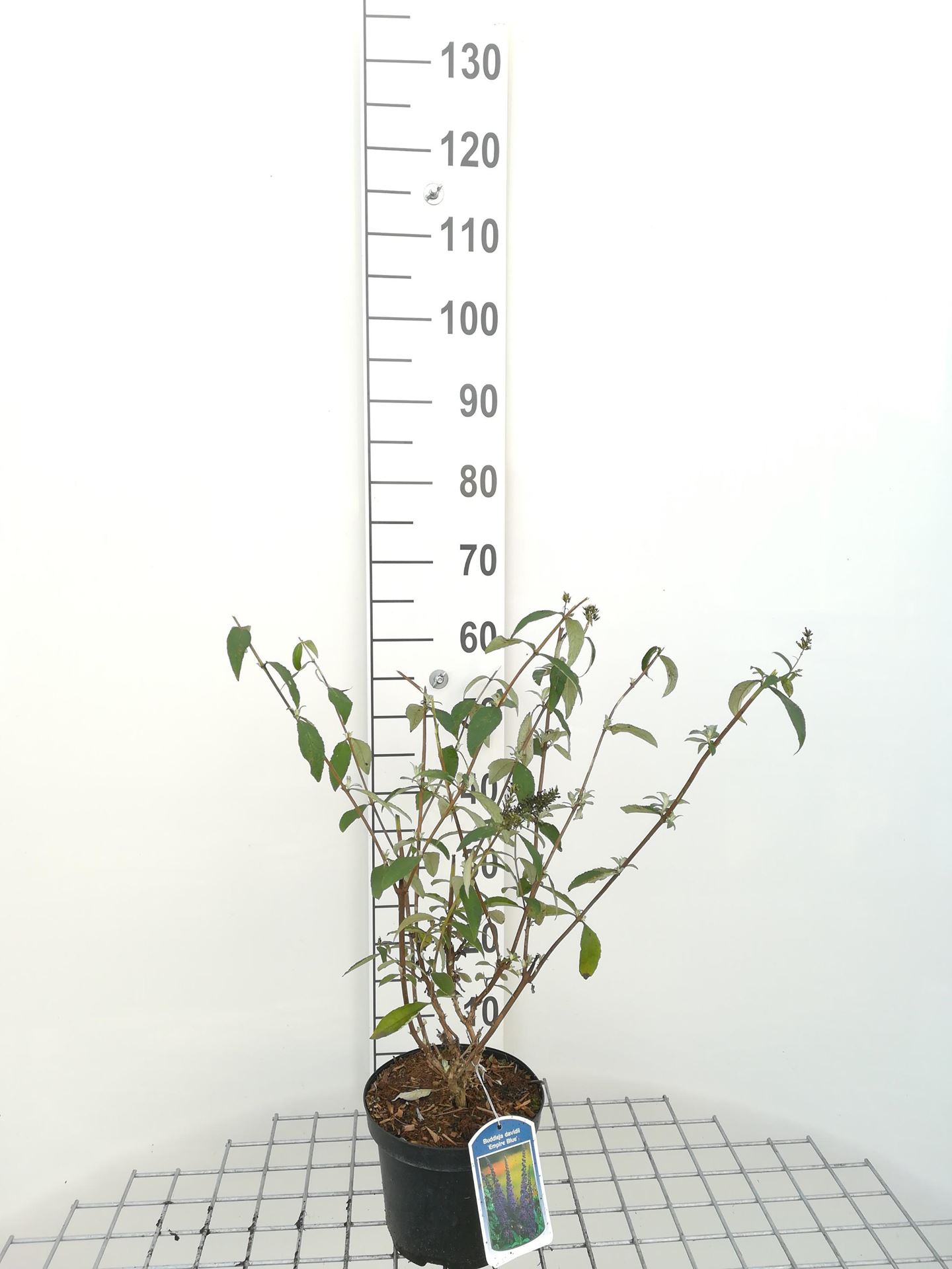 Buddleja davidii'Empire Blue'- pot - 40-60 cm afbeelding