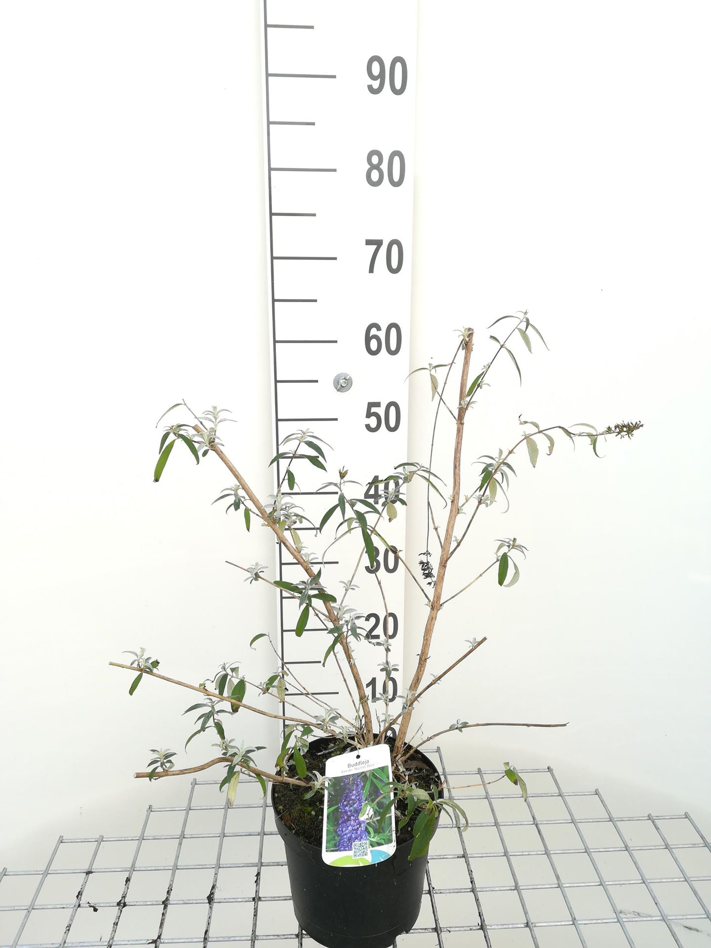 Buddleja davidii'Nanho Blue'- pot - 40-60 cm afbeelding
