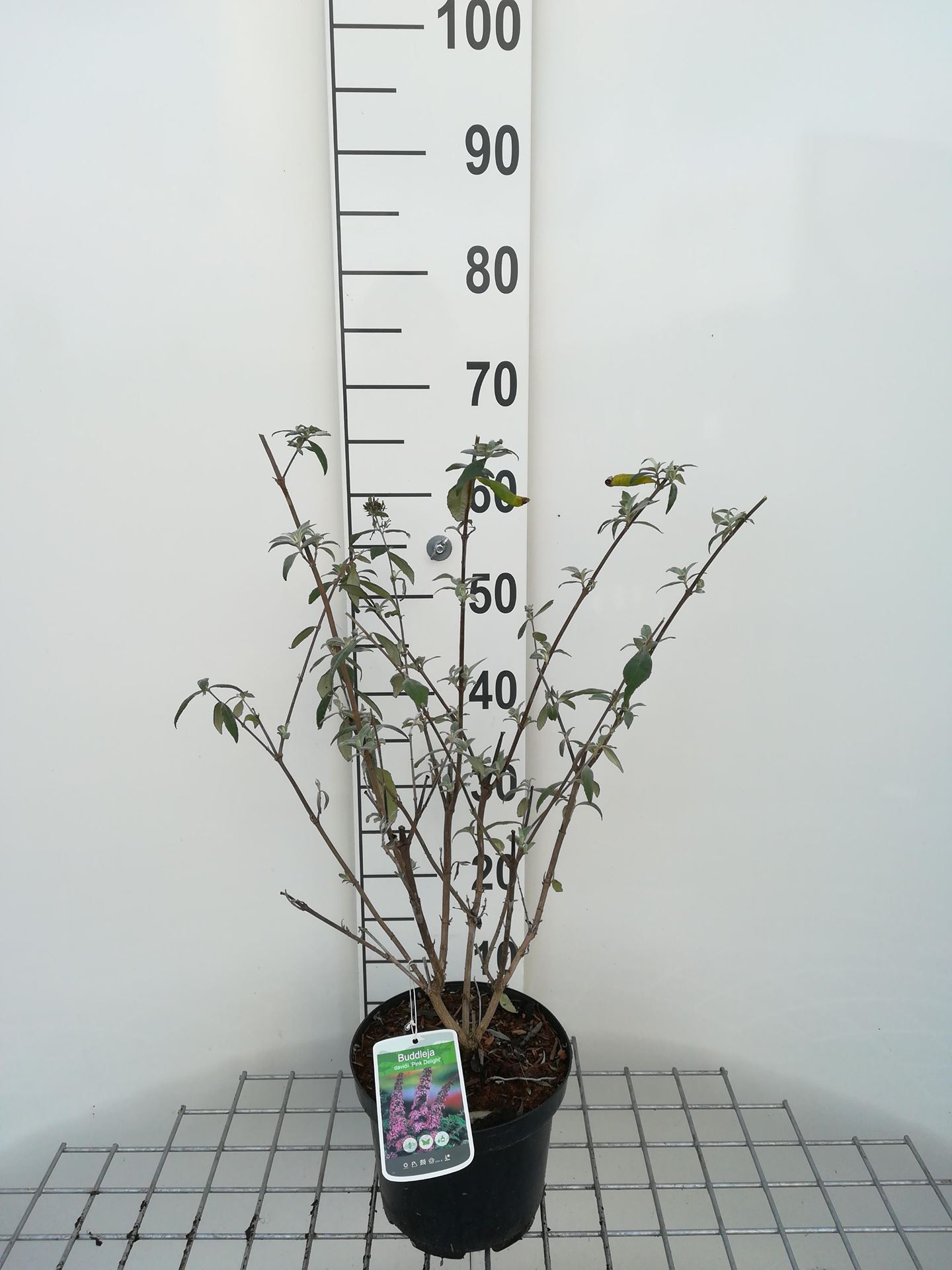 Buddleja davidii 'Pink Delight' - pot - 40-60 cm -