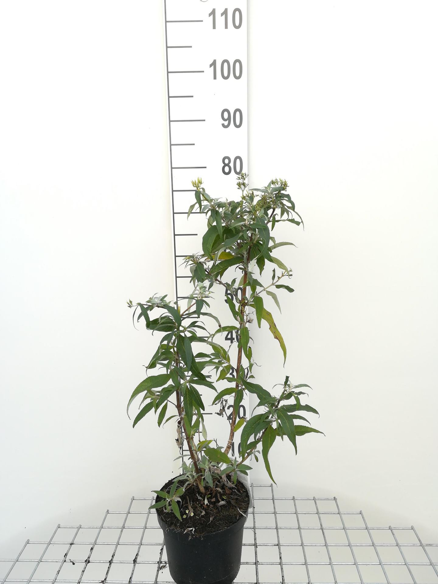 Buddleja davidii'White Profusion'- pot - 40-60 cm - Vlinderstruik afbeelding