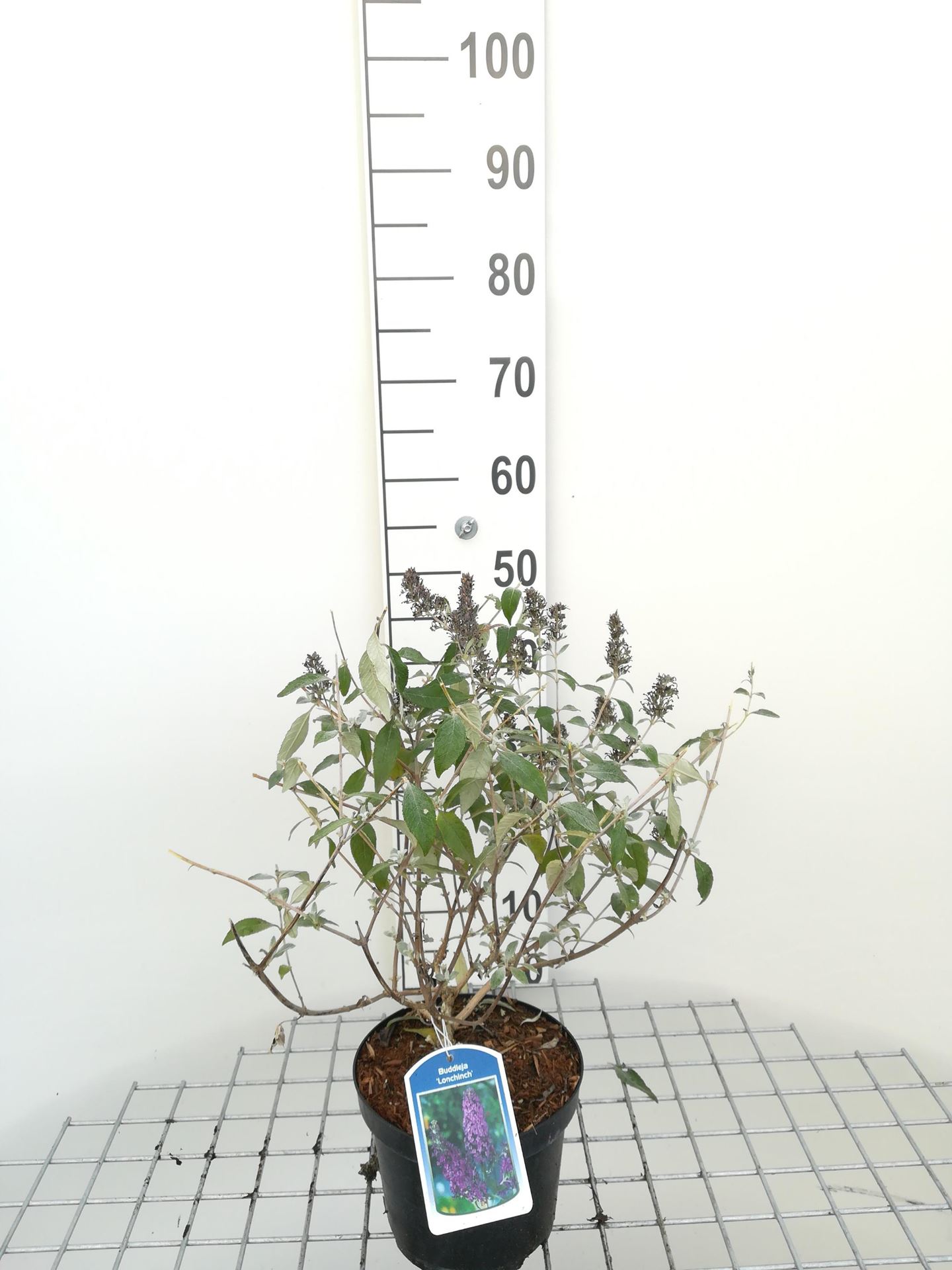 Buddleja'Lochinch'- pot - 40-60 cm afbeelding