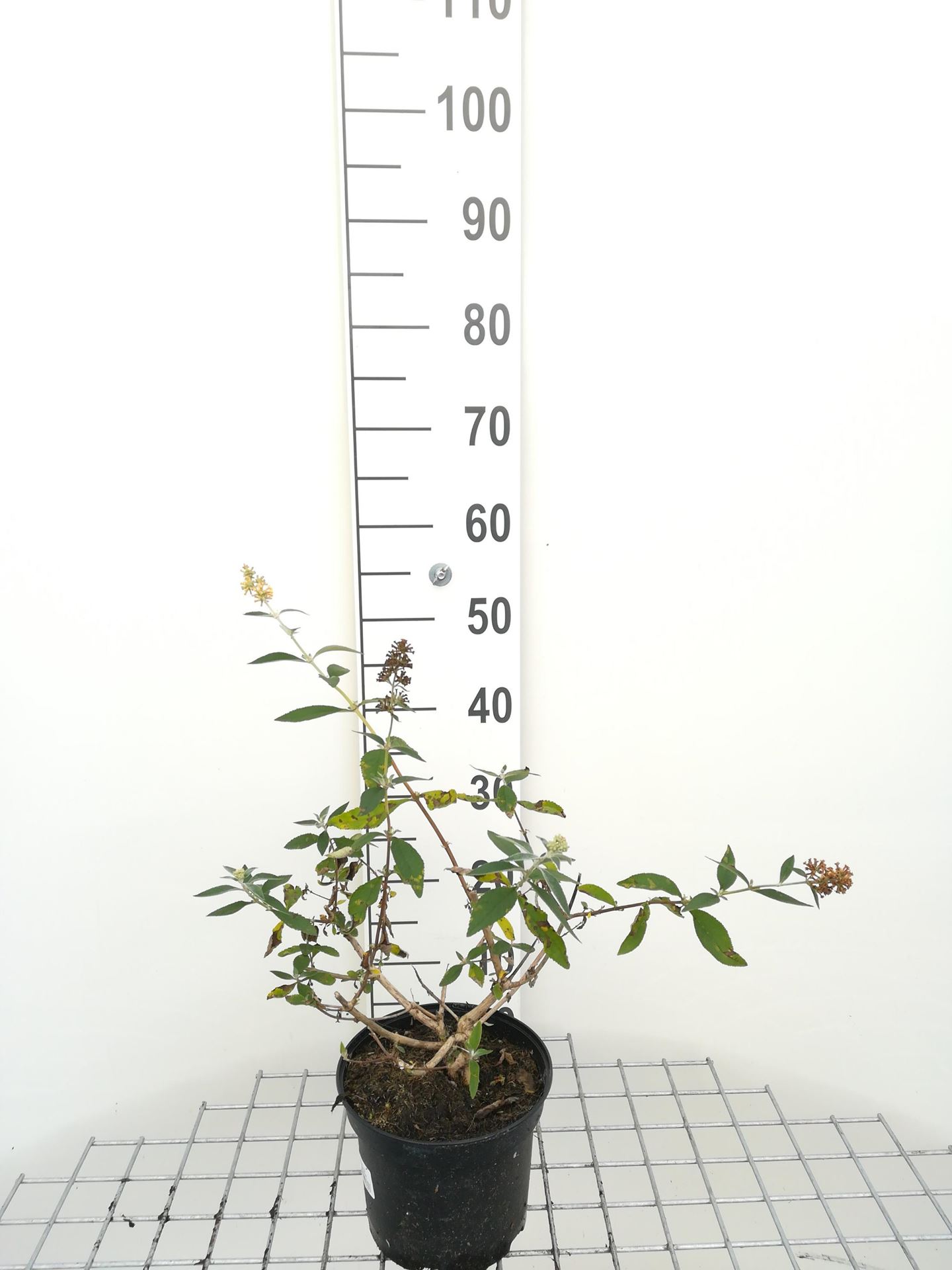 Buddleja x weyeriana'Sungold'- pot - 40-60 cm afbeelding