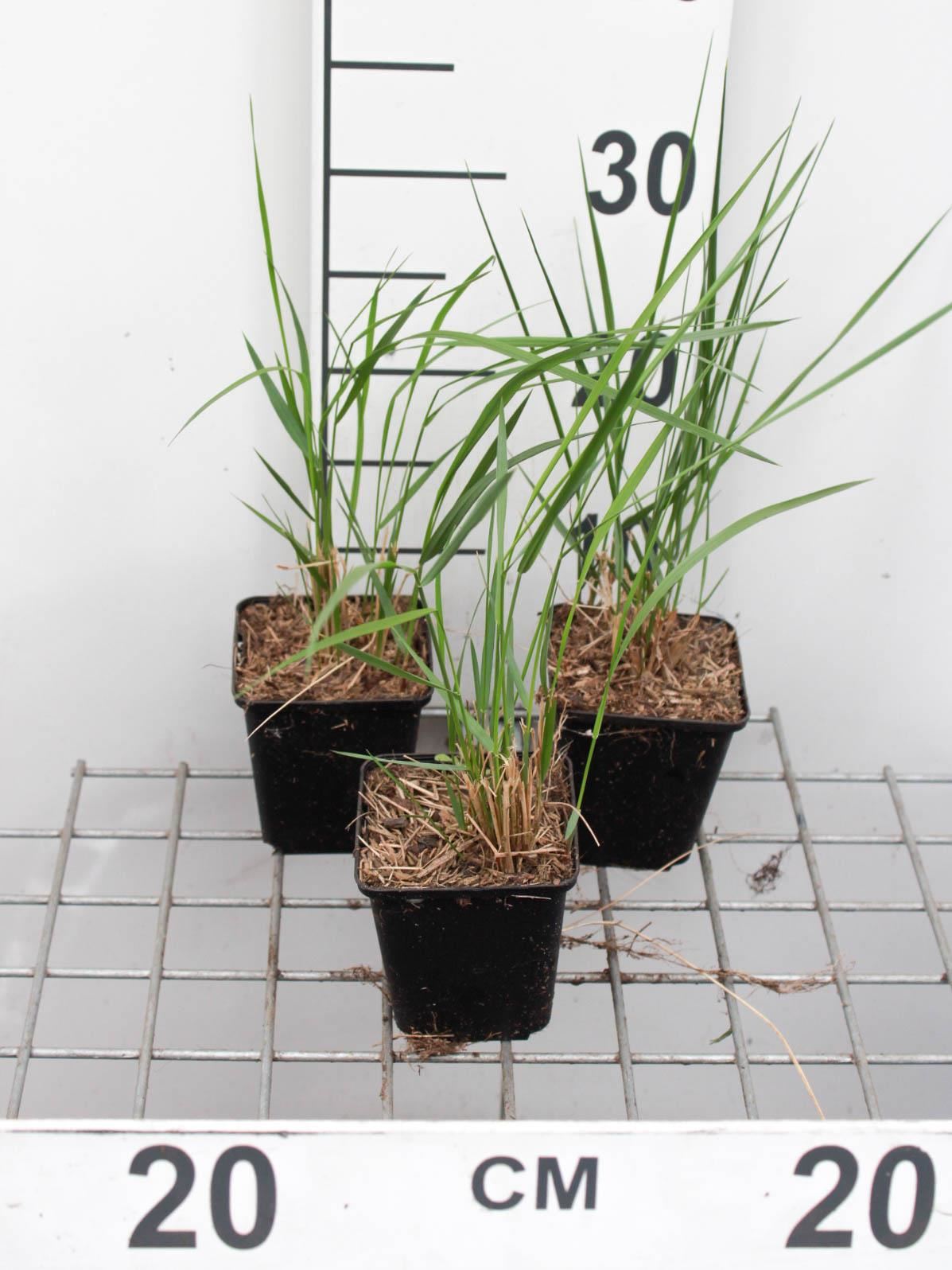 Calamagrostis x acutiflora'Karl Foerster'- pot 9x9 cm - Struisriet afbeelding