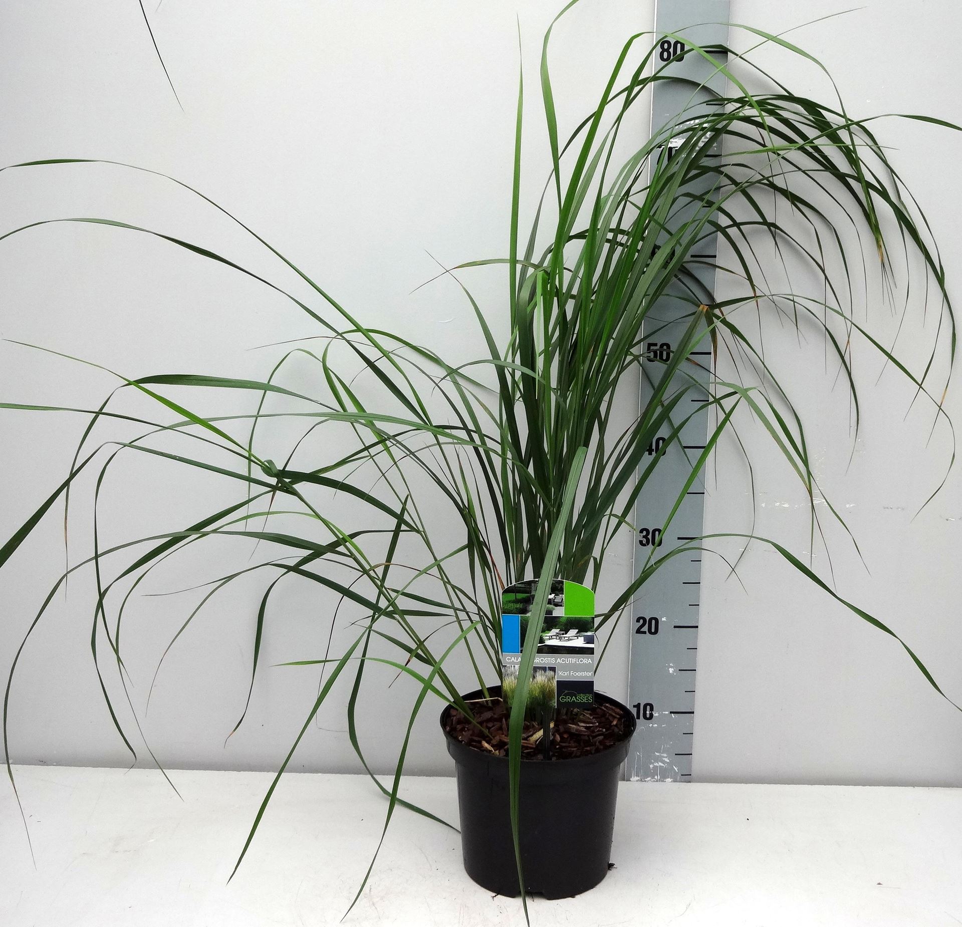 Calamagrostis x acutiflora'Karl Foerster'- pot 3L - Struisriet afbeelding