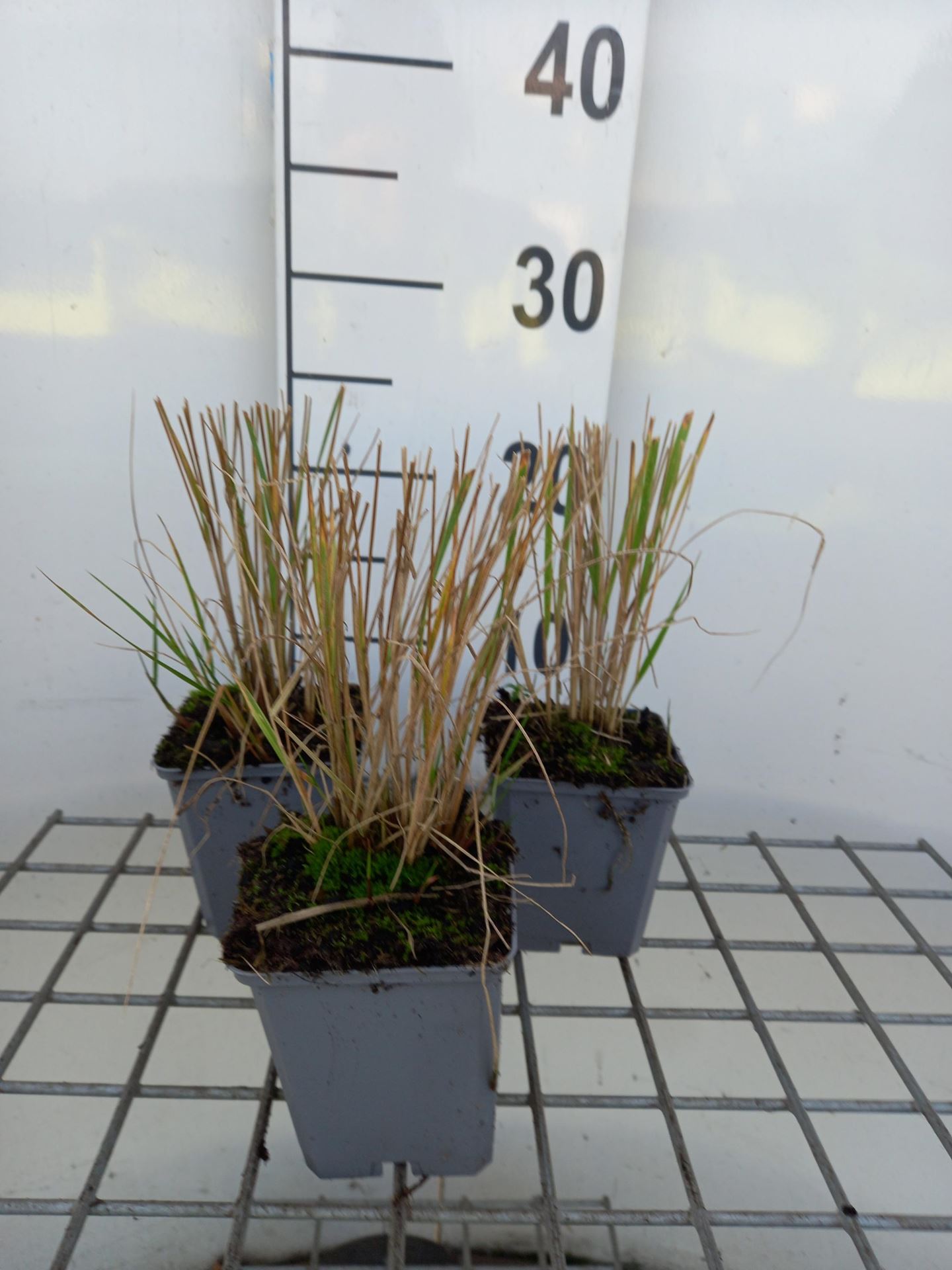 Calamagrostis x acutiflora'Overdam'- pot 9x9 cm - Bont struisriet afbeelding