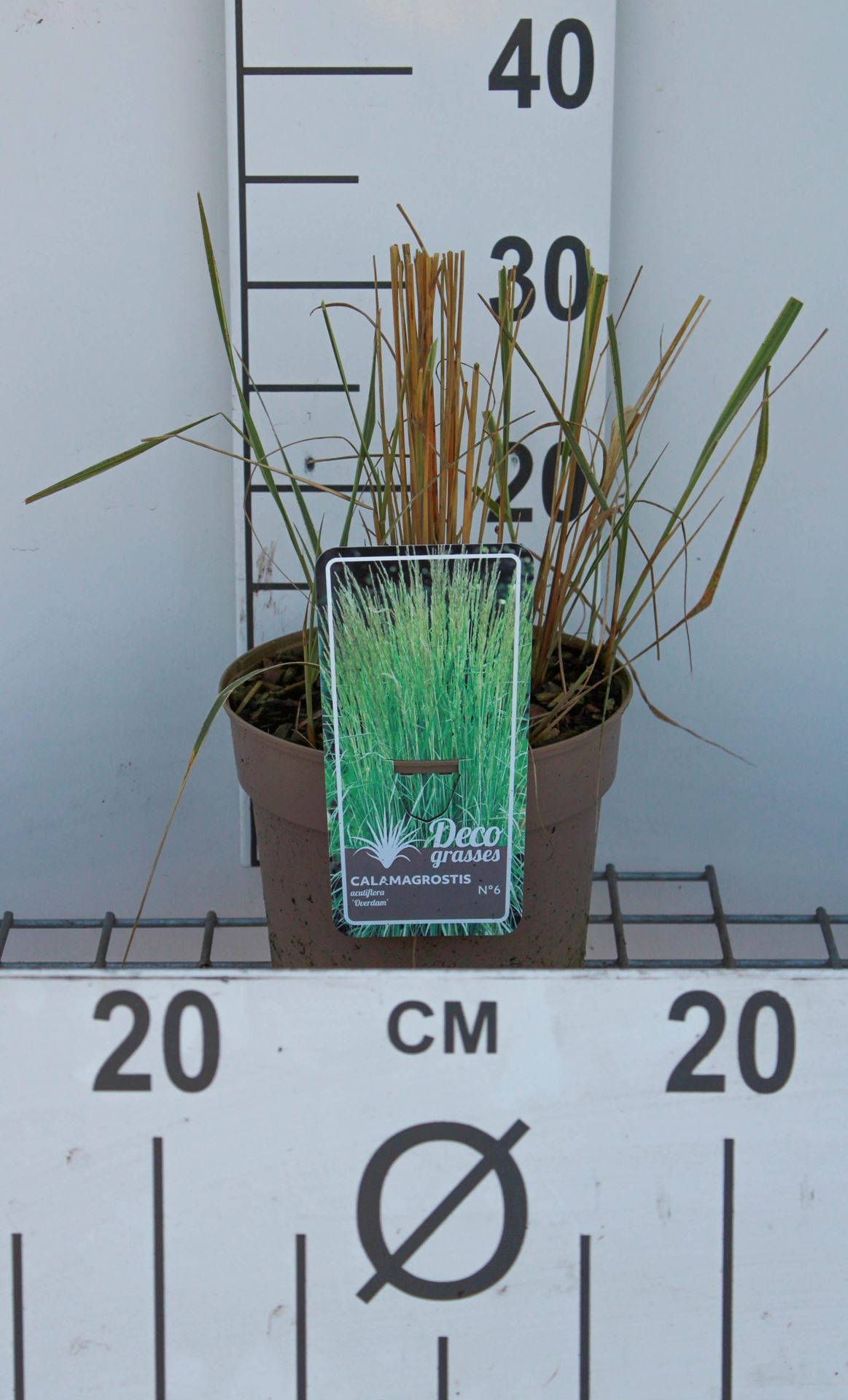 Calamagrostis x acutiflora'Overdam'- pot 3L afbeelding