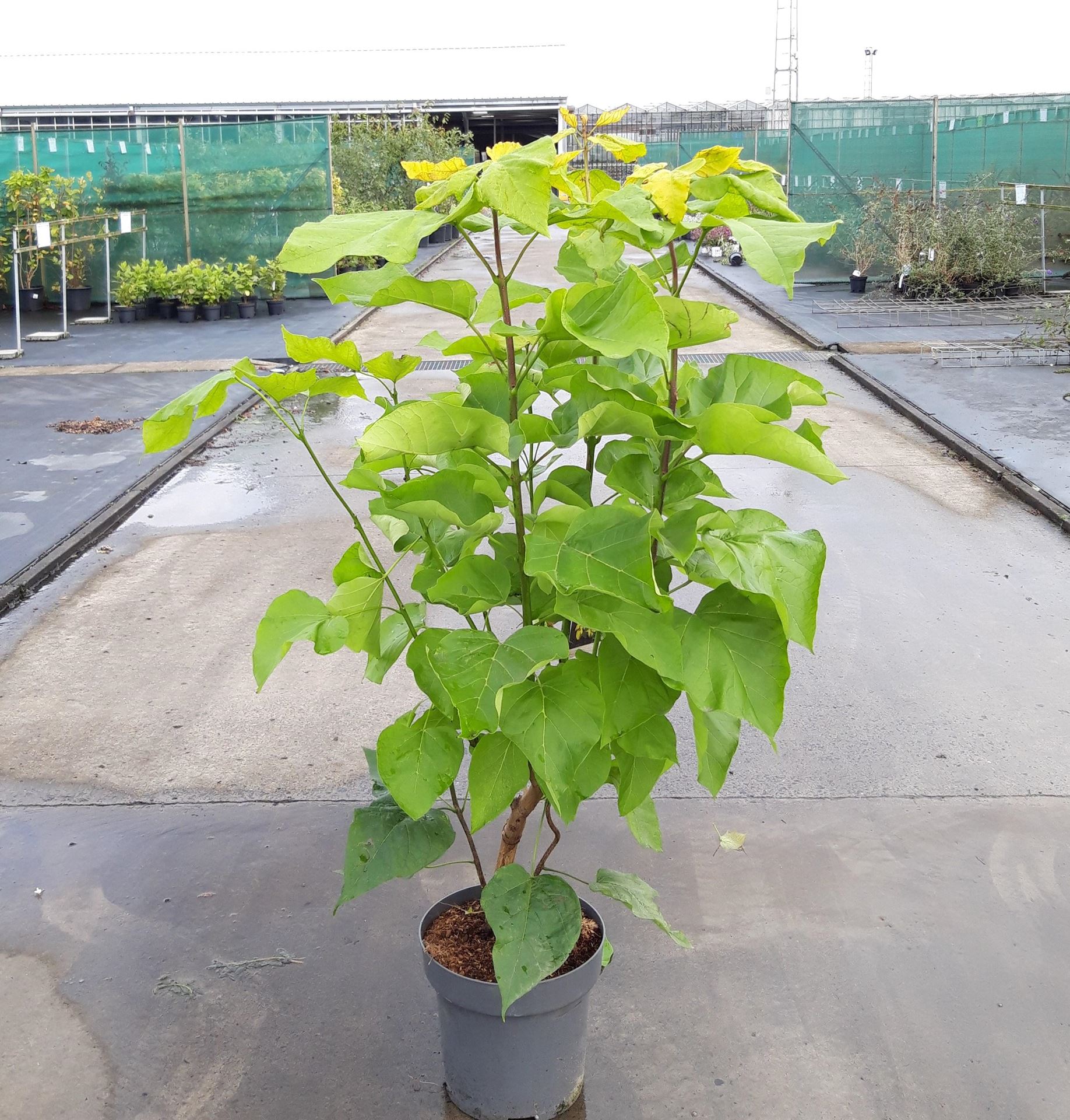 Catalpa bignonioides'Aurea'- pot 12L - 100-125 cm afbeelding