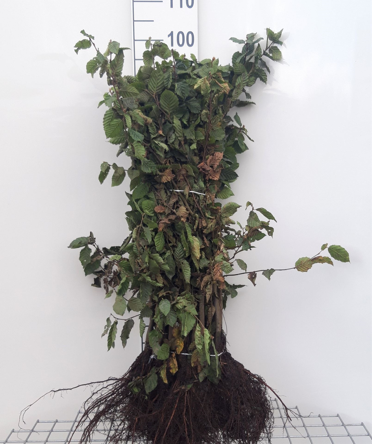 Carpinus betulus - blote wortel - 60-80 cm - 1+1 (leeftijdscode) - Haagbeuk / Gewone haagbeuk afbeelding