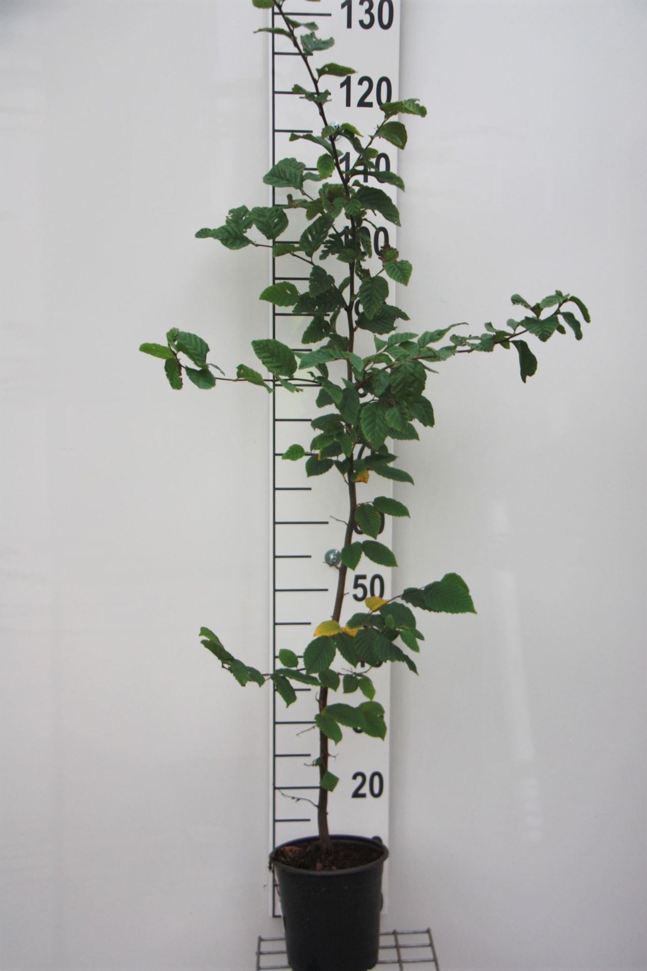 Carpinus betulus - pot - 80-100 cm afbeelding