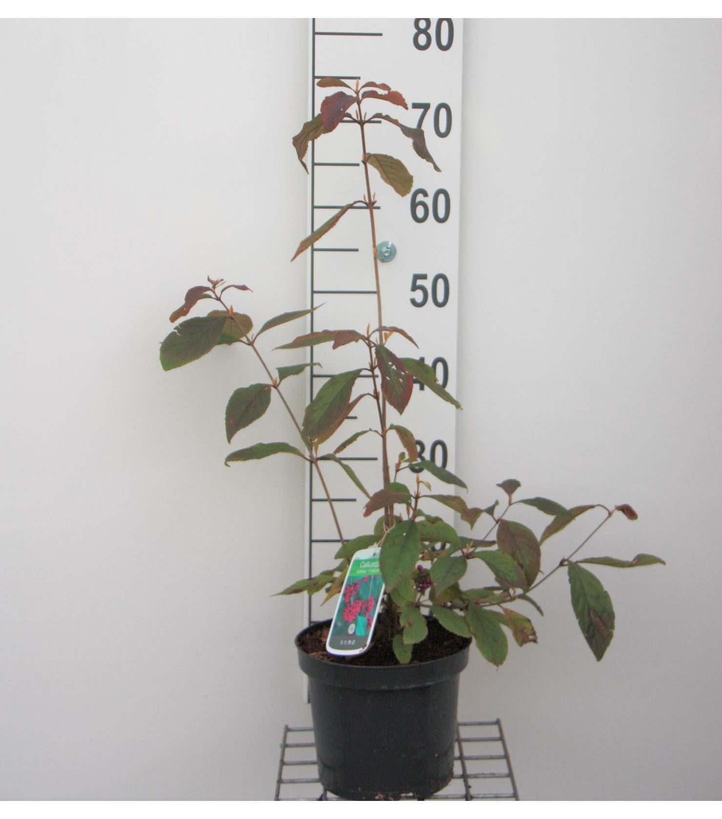 Callicarpa bodinieri 'Profusion' - pot - 40-60 cm