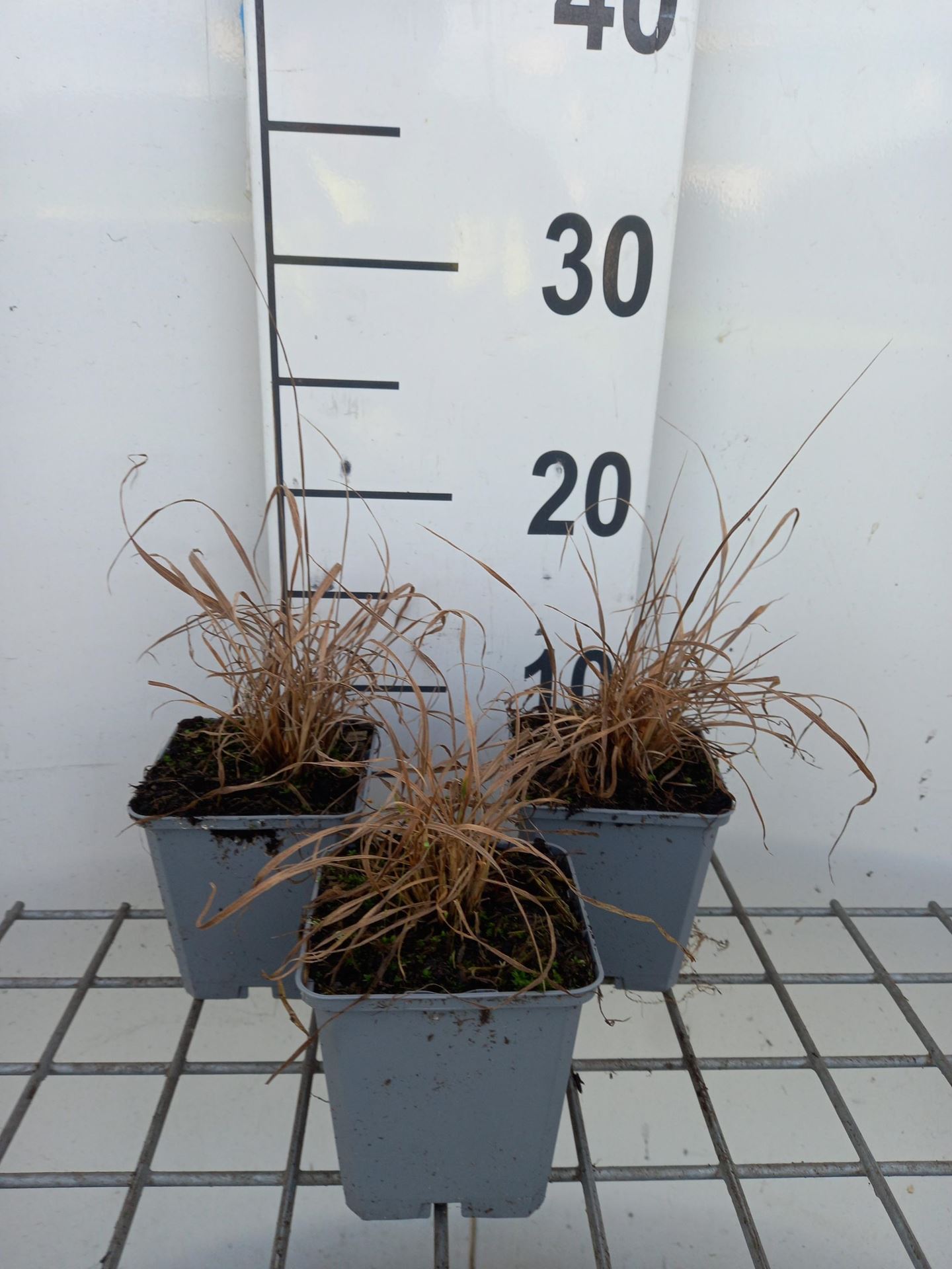 Calamagrostis brachytricha - pot 9x9 cm - Bergstruisriet afbeelding