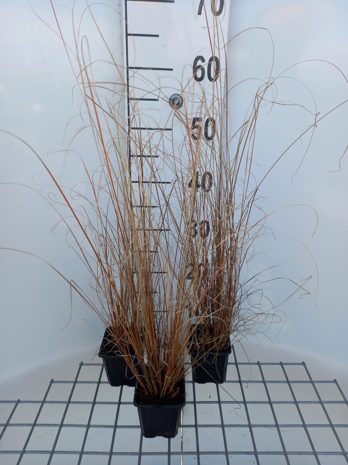 Carex buchananii - pot 9x9 cm - Rode zegge afbeelding