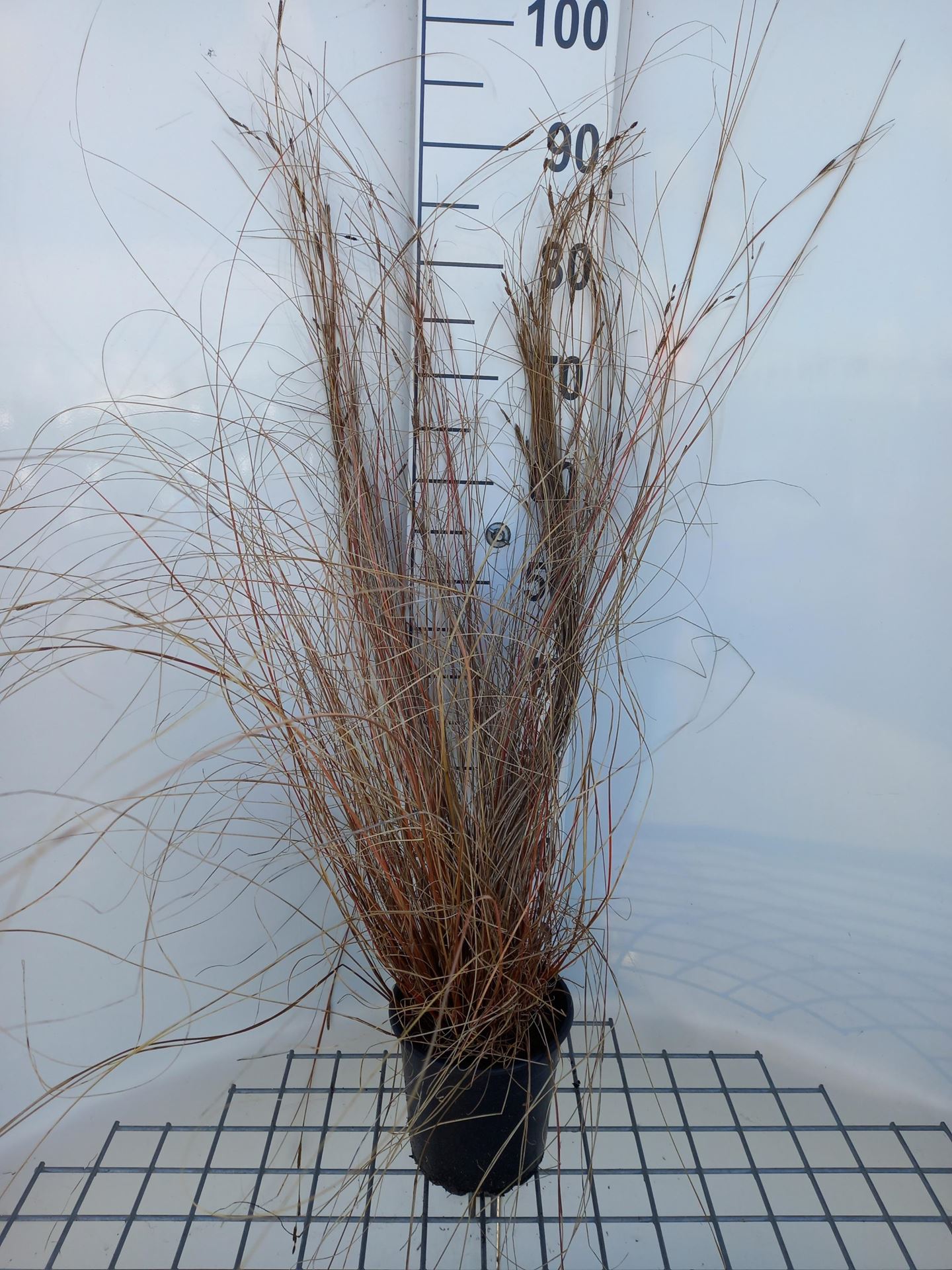 Carex buchananii - pot 3L afbeelding