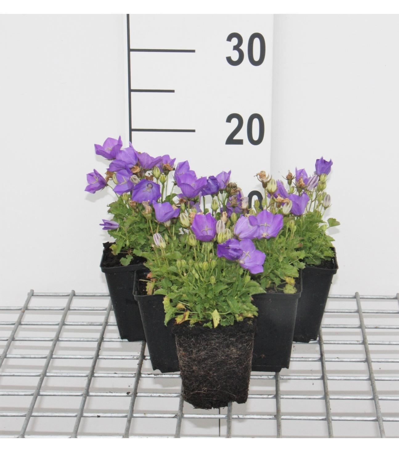 Campanula carpatica'Blaue Clips'- Karpatenklokje - pot 9x9 cm - Karpatenklokje afbeelding