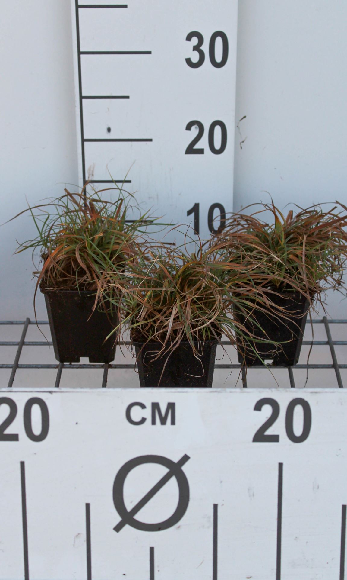 Carex caryophyllea'The Beatles'- pot 9x9 cm afbeelding