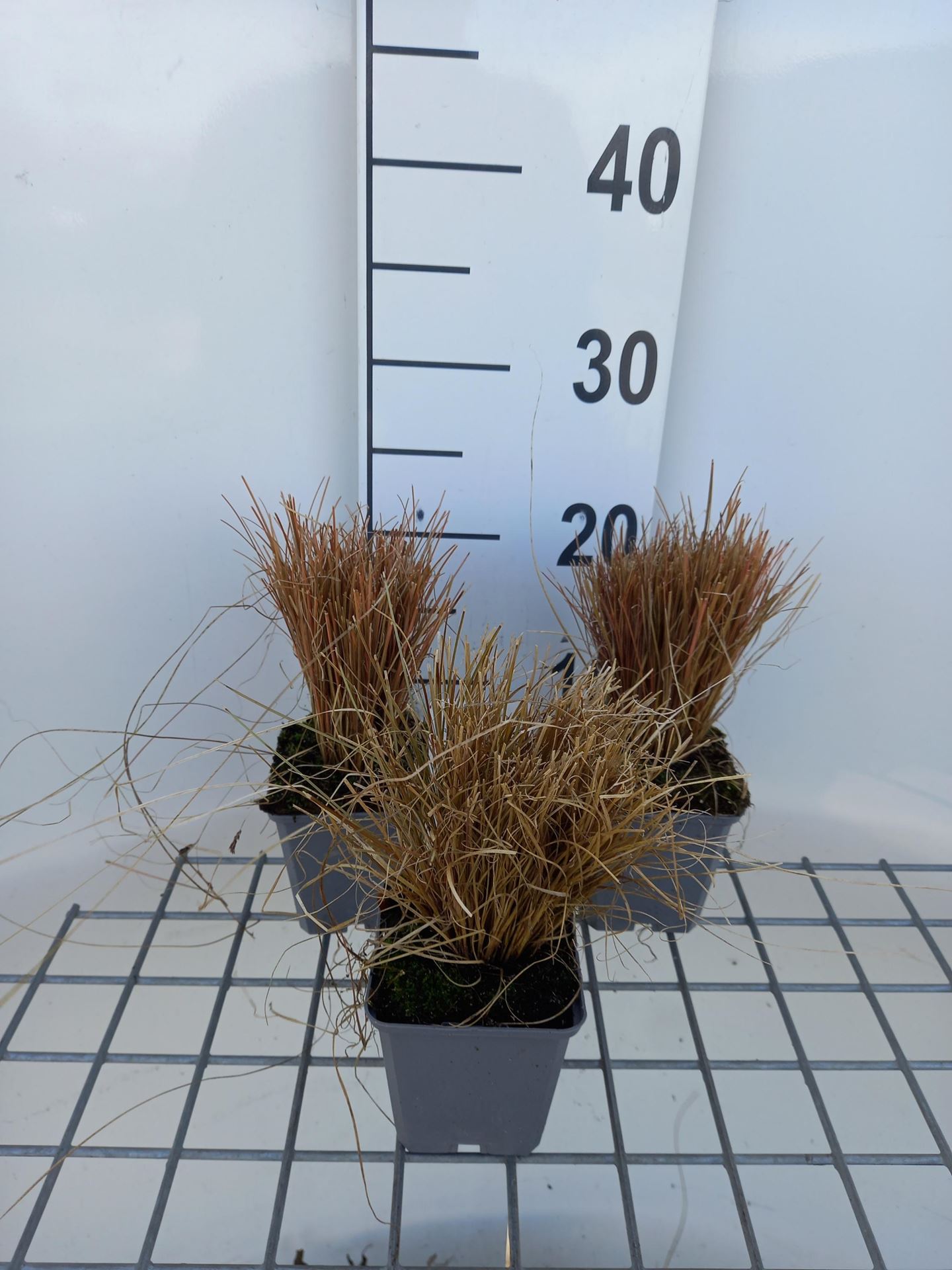 Carex comans'Bronze Form'- pot 9x9 cm - Zegge afbeelding
