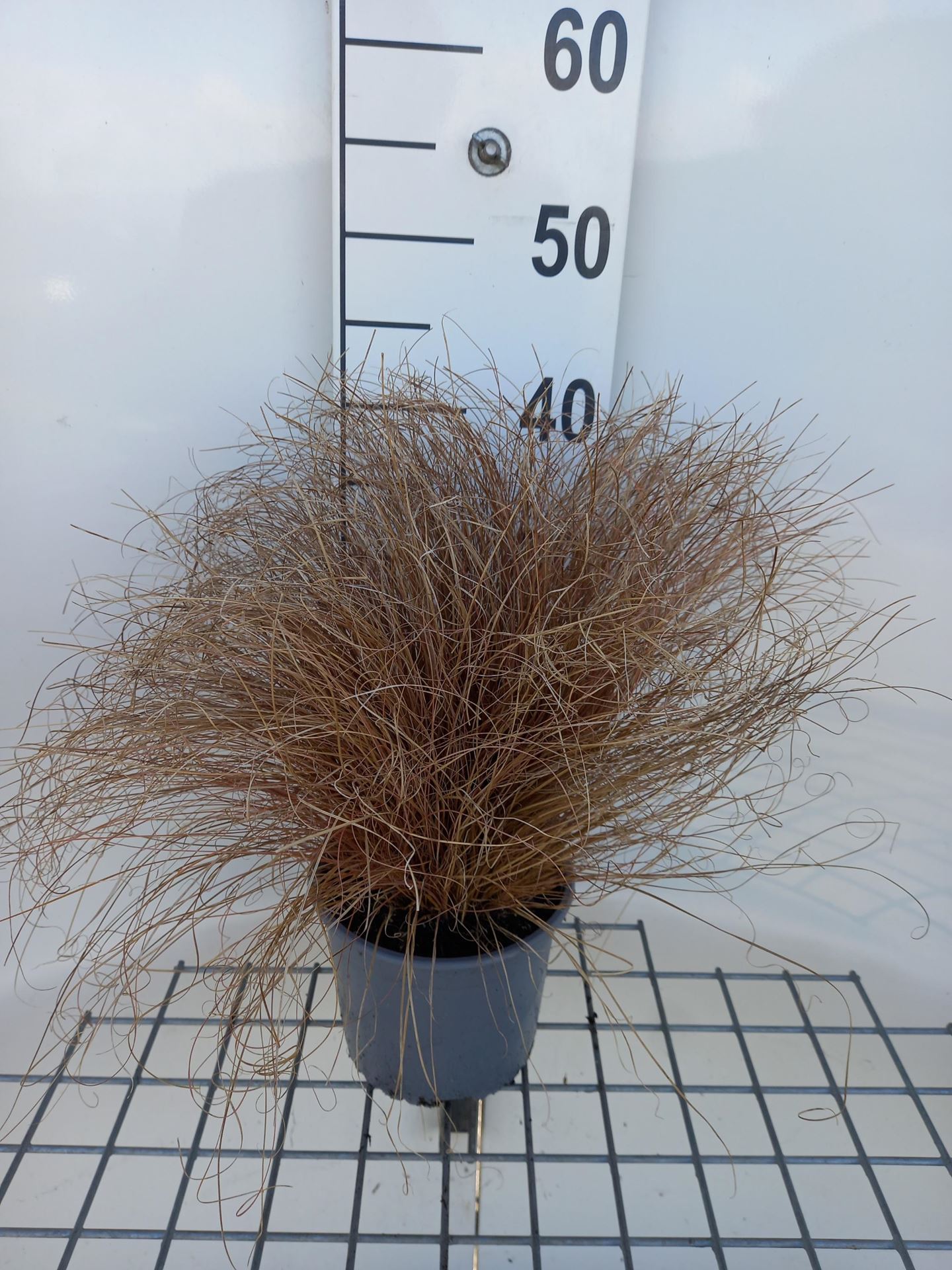 Carex comans'Bronze Form'- pot 3L afbeelding