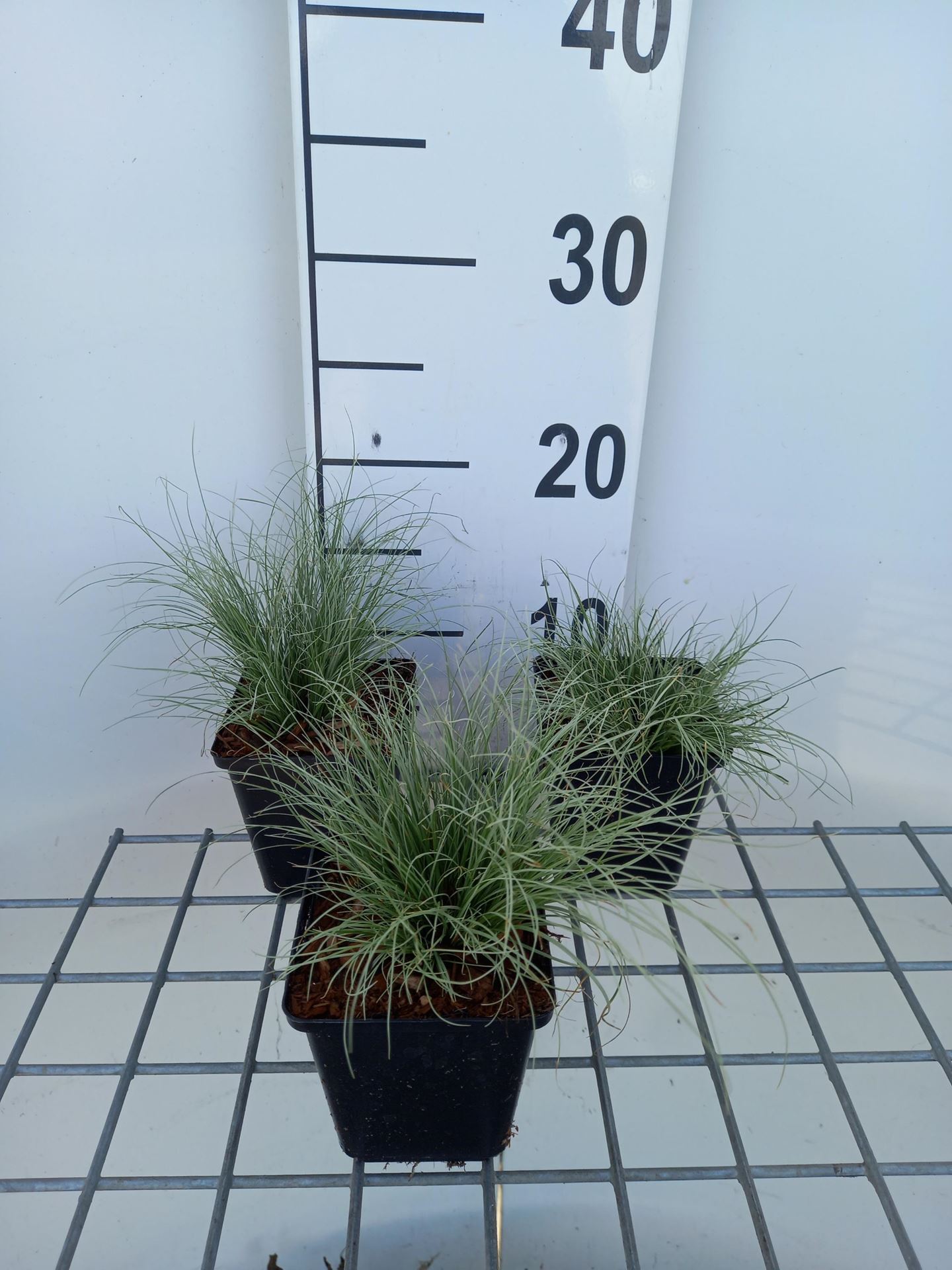 Carex comans'Frosted Curls'- pot 9x9 cm afbeelding