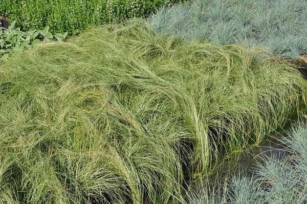 Carex comans'Frosted Curls'- pot 3L afbeelding