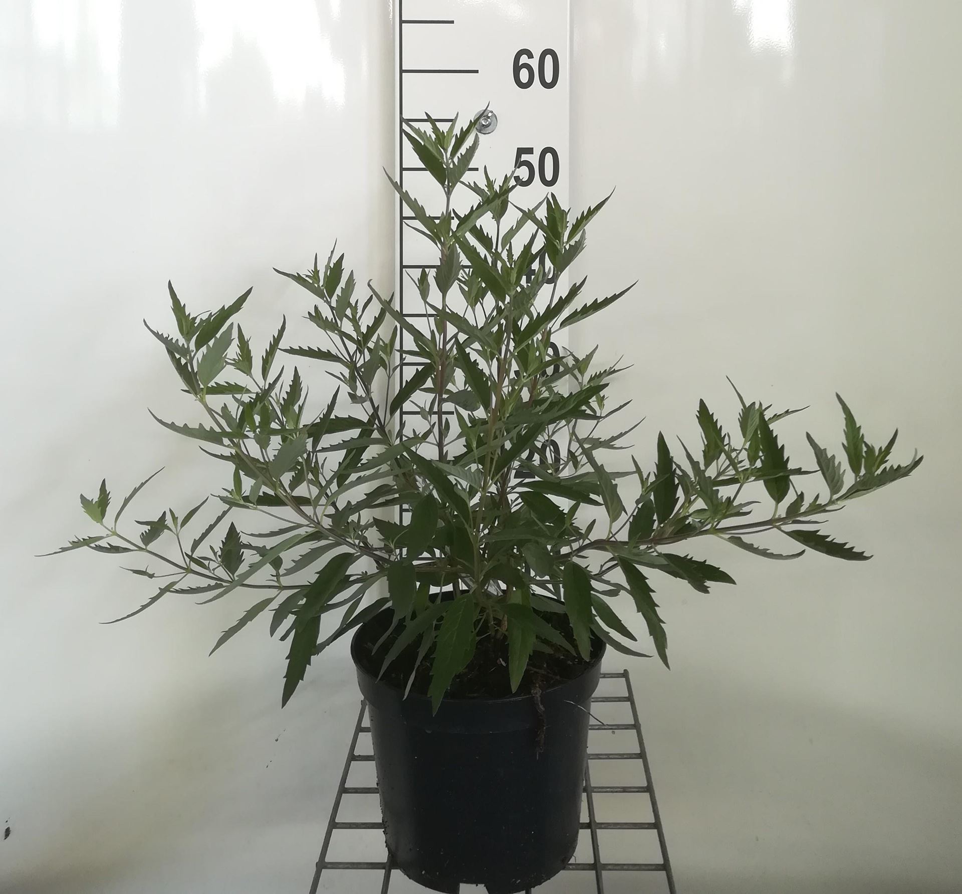 Caryopteris x clandonensis 'Heavenly Blue' - pot - 40-50 cm -