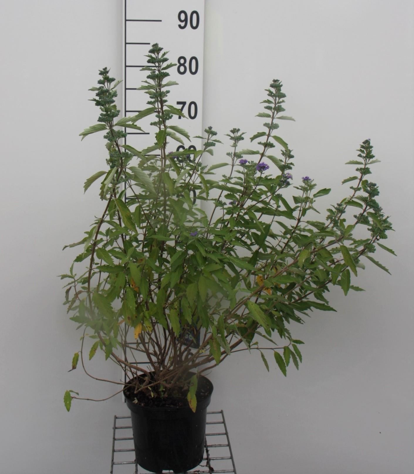 Caryopteris x clandonensis 'Kew Blue' - pot - 30-40 cm -